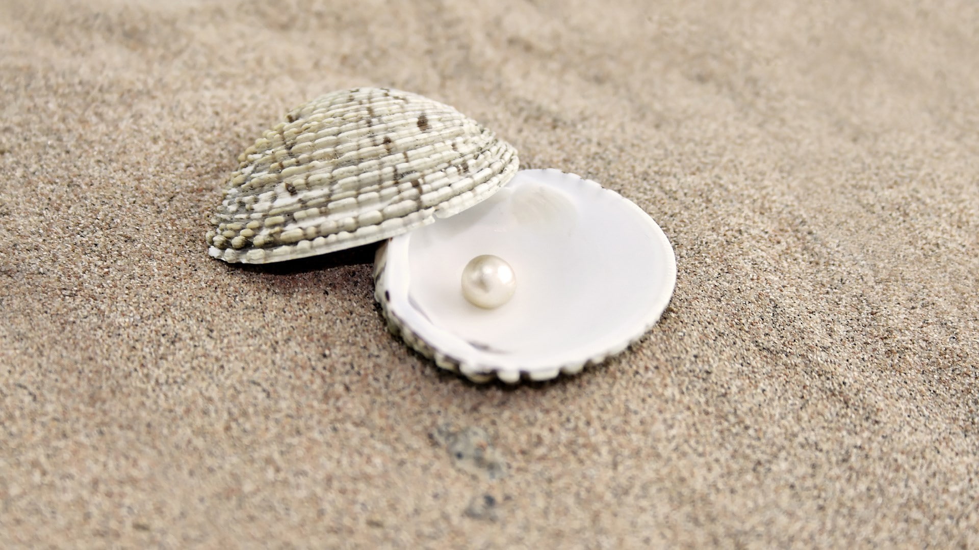 shell