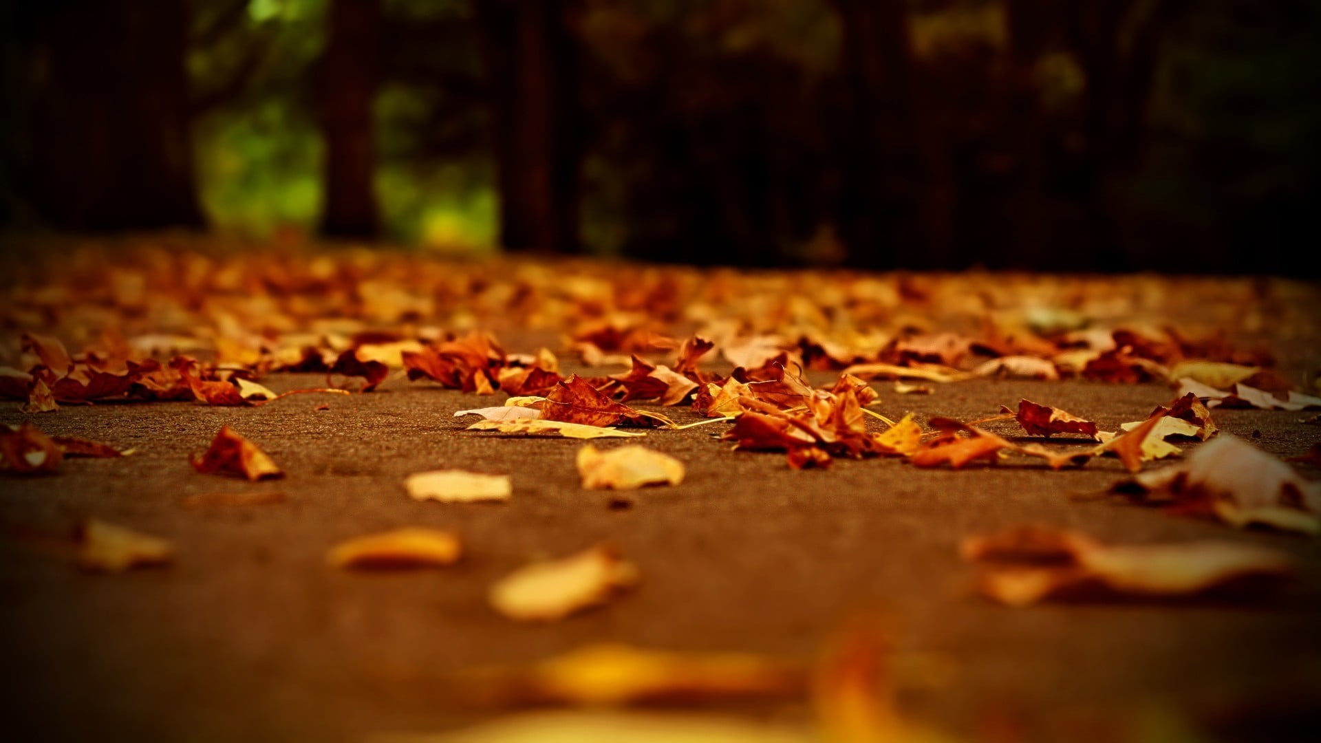 dry leaf, depth of field, leaves, fall, autumn, nature, forest