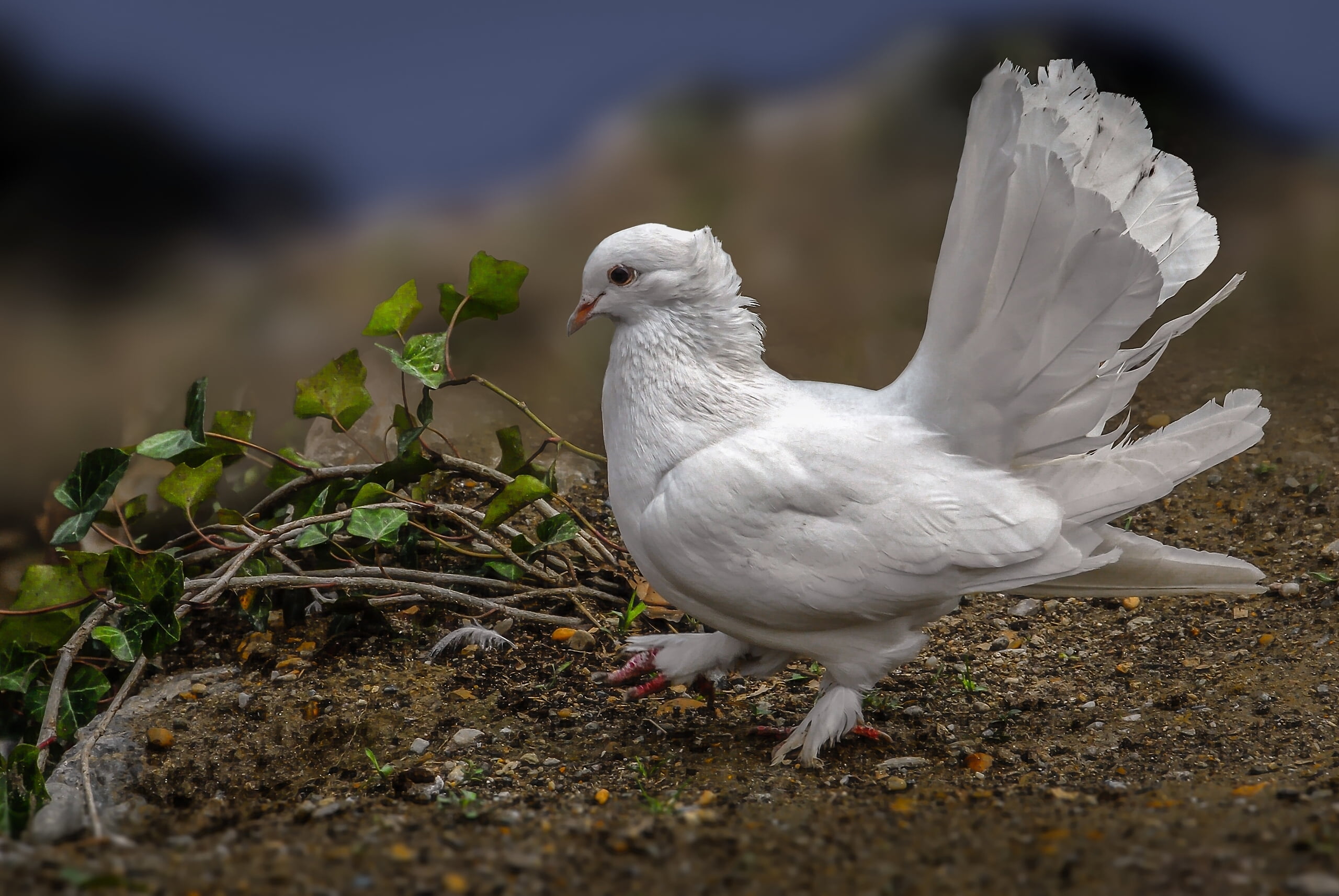 white fantail dove, bird, feathers, white dove, animal, vertebrate
