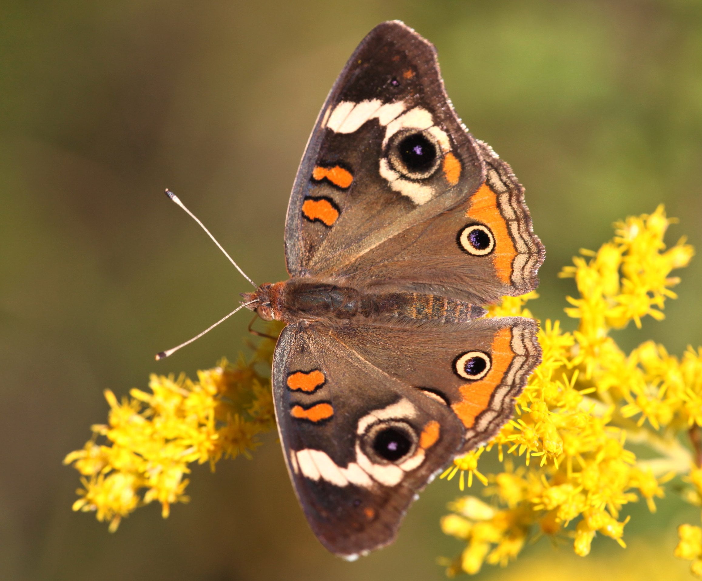 close photo of brown and orange butterfly on yellow flower, common buckeye, common buckeye