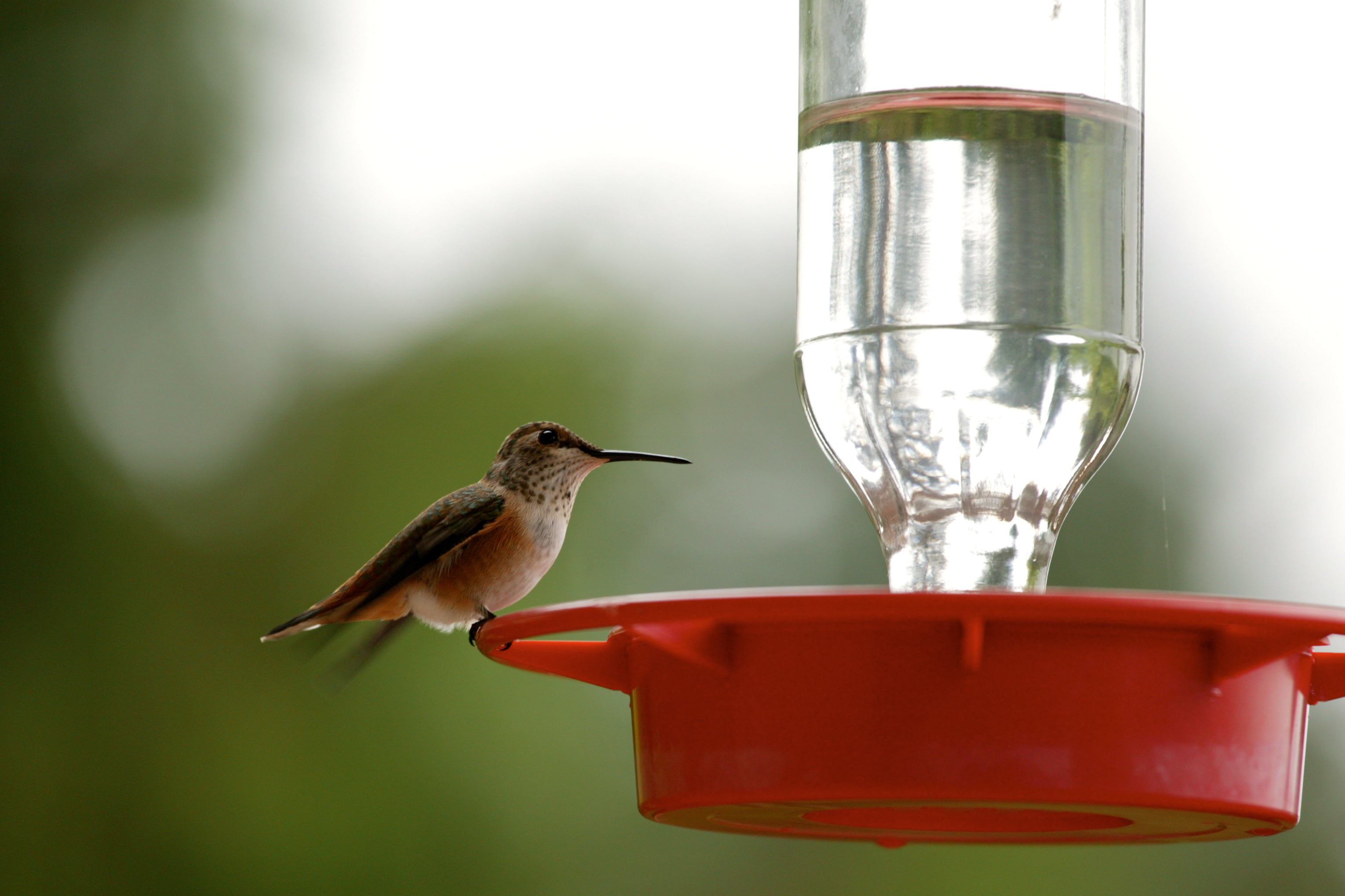 closeup photo of hummingbird drinking water during daytime, humming bird, humming bird