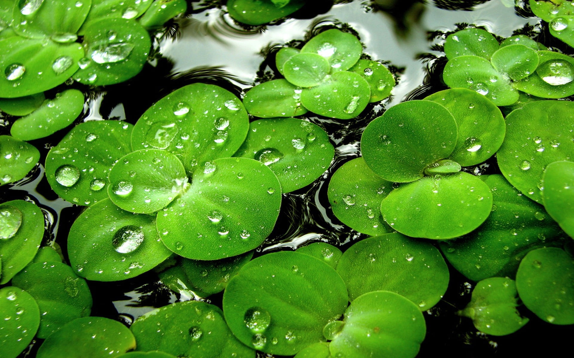 green lotus leaves, grass, moisture, water, droplets, nature