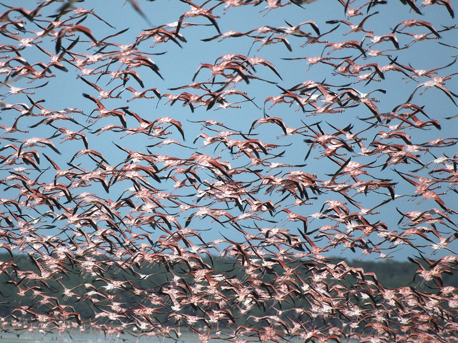 flamingo