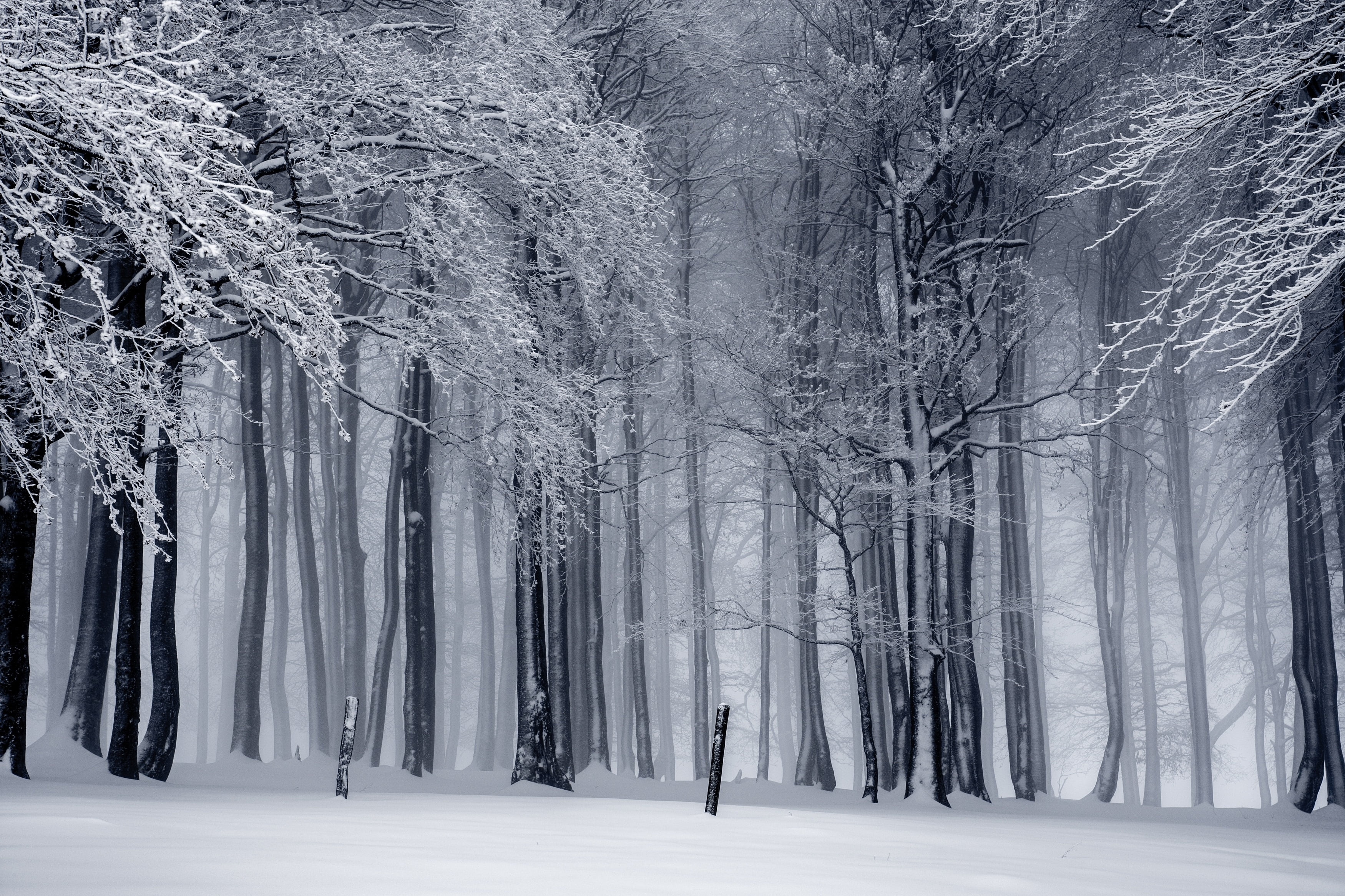 trees, snow, mist, monochrome, winter, cold temperature, plant