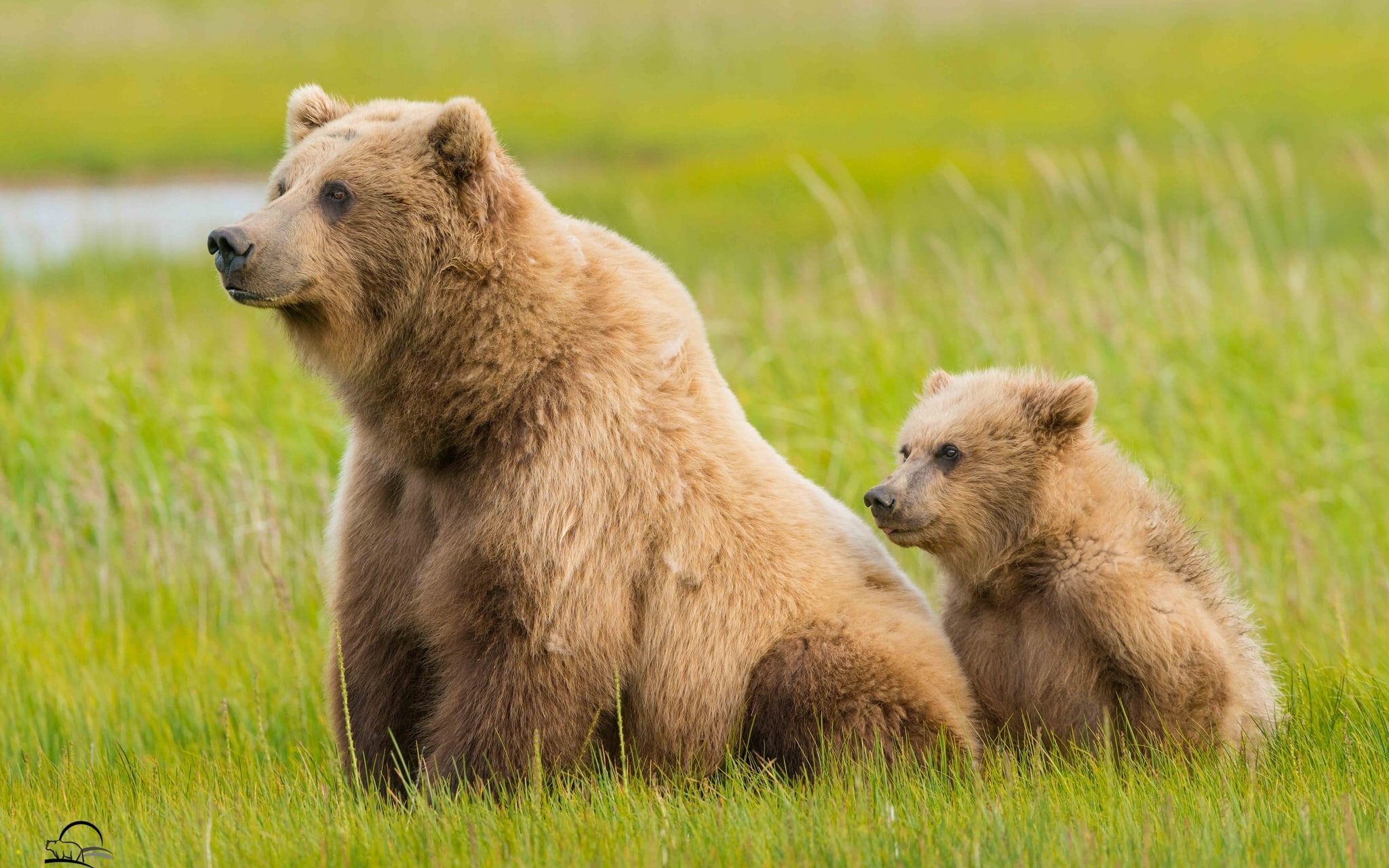 brown bear and cub, grass, bears, Alaska, Lake Clark National Park