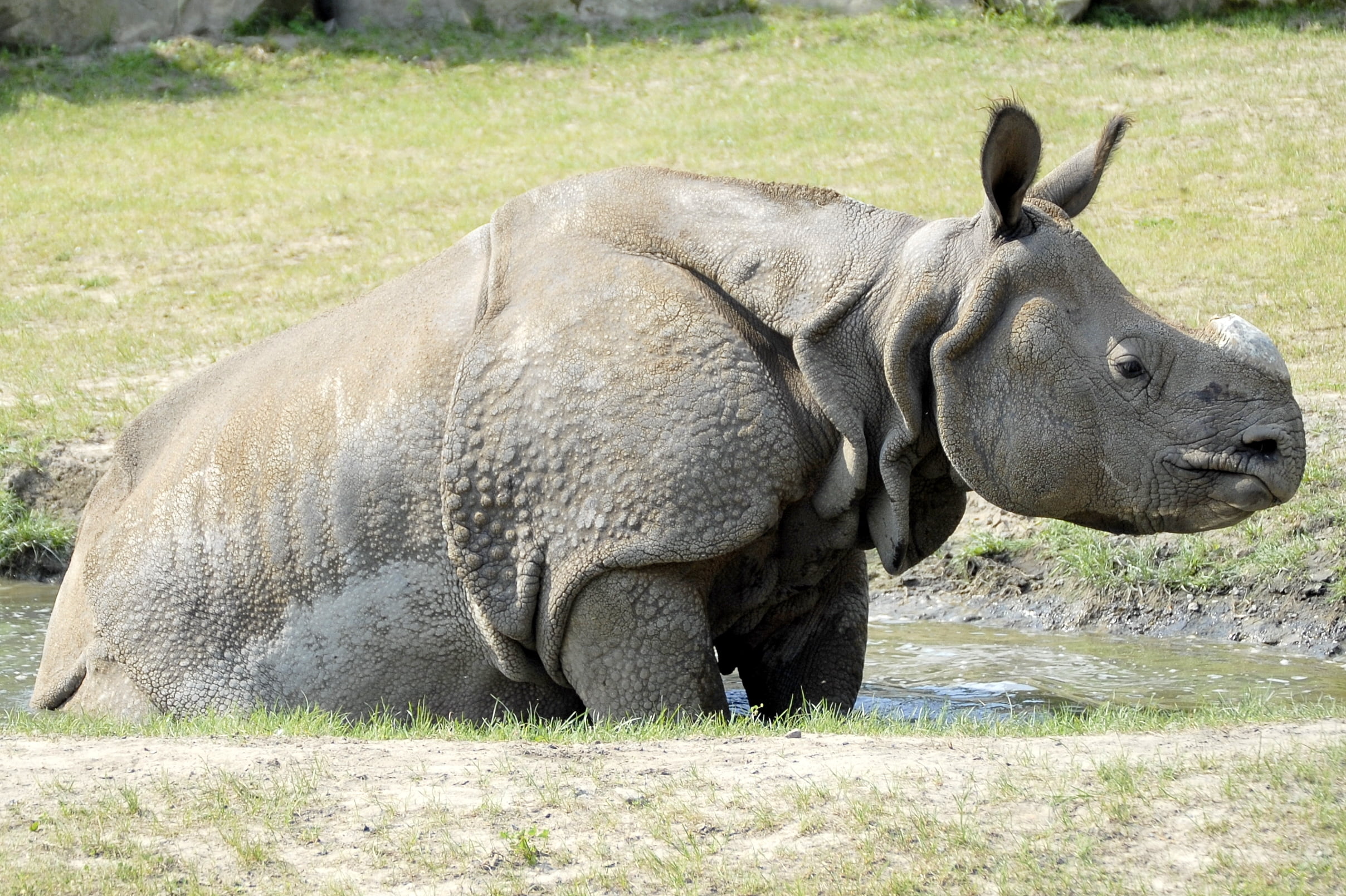 gray rhino, grass, puddle, mud, bath, animal, wildlife, mammal