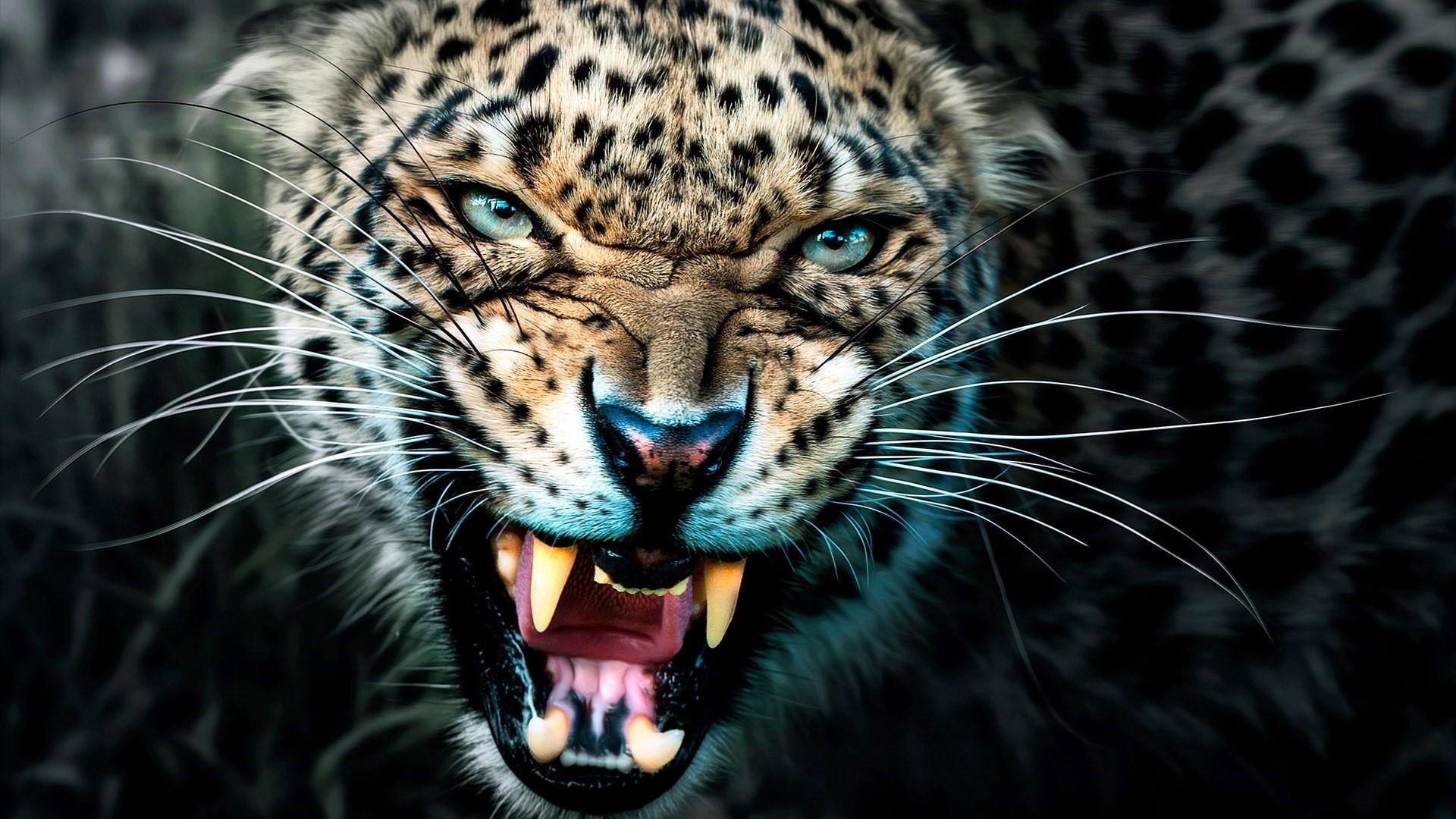 leopard, wildlife, mammal, whiskers, terrestrial animal, big cat