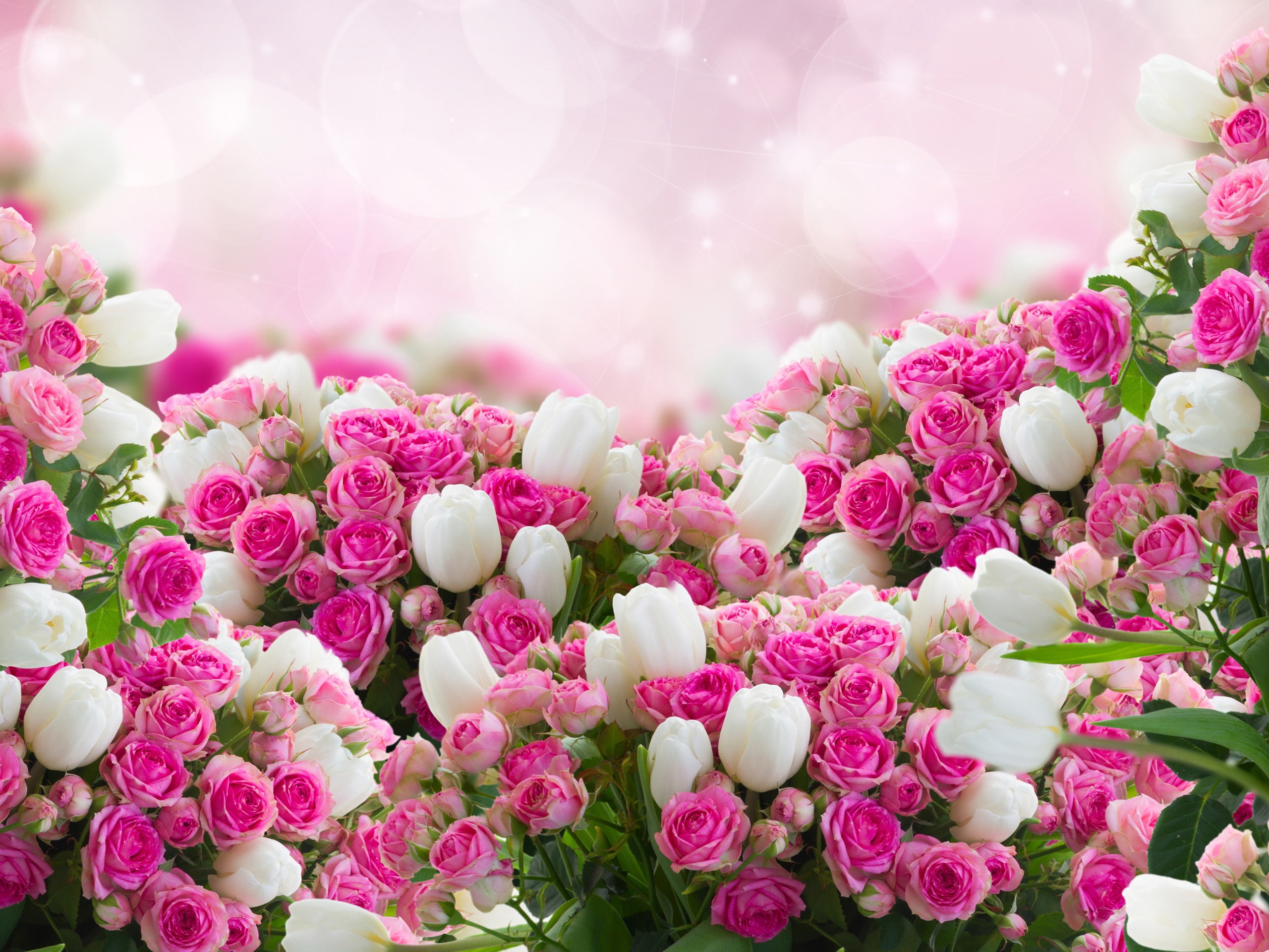 Many flowers, white tulips, pink rose