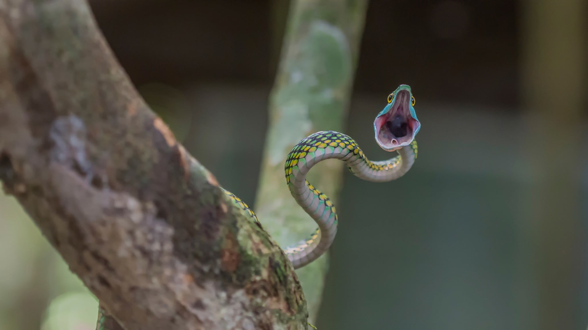 shallow focus photography of green snake, reptiles, open mouth