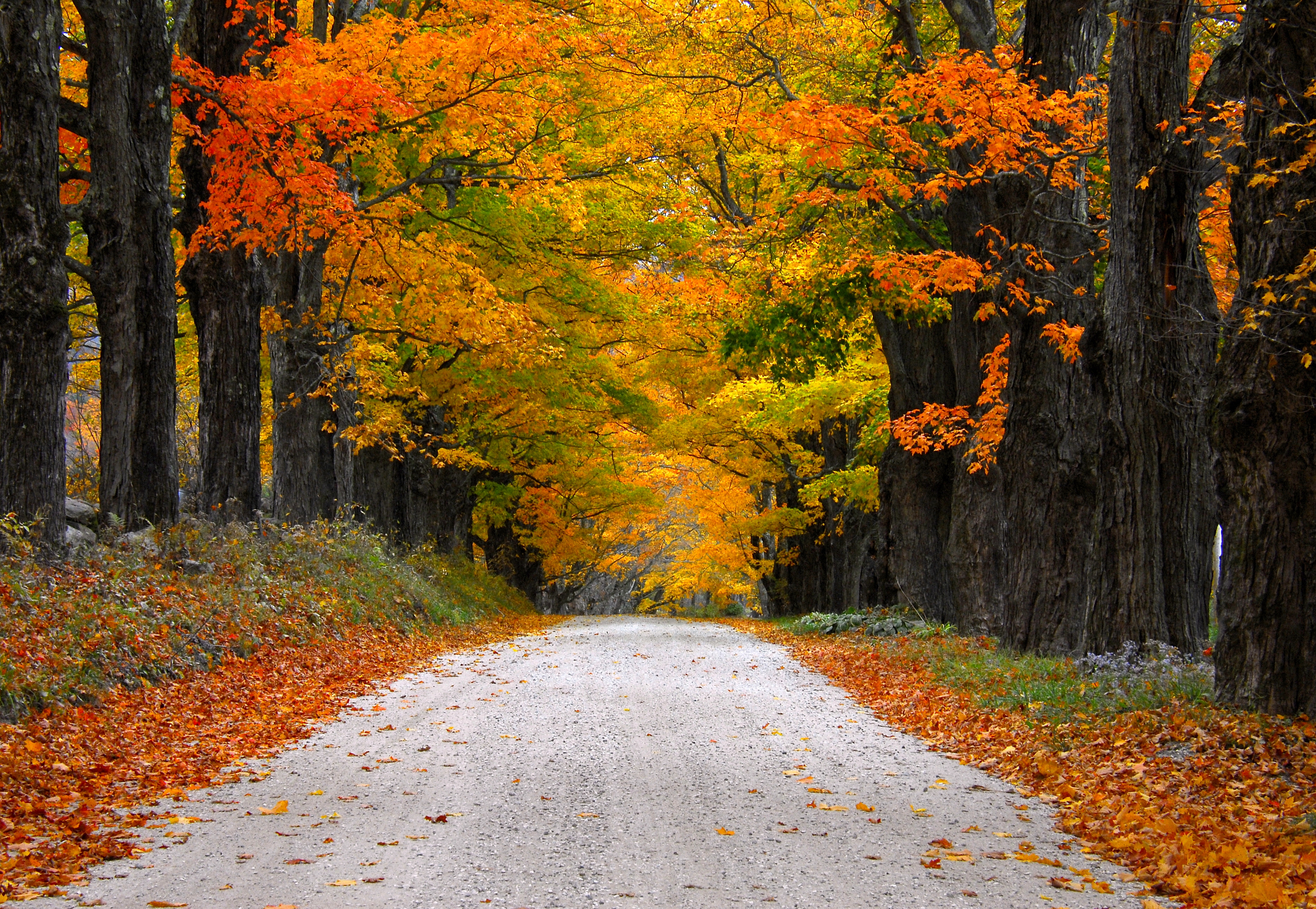 maple leafed trees, road, autumn, leaves, nature, mountain, colors