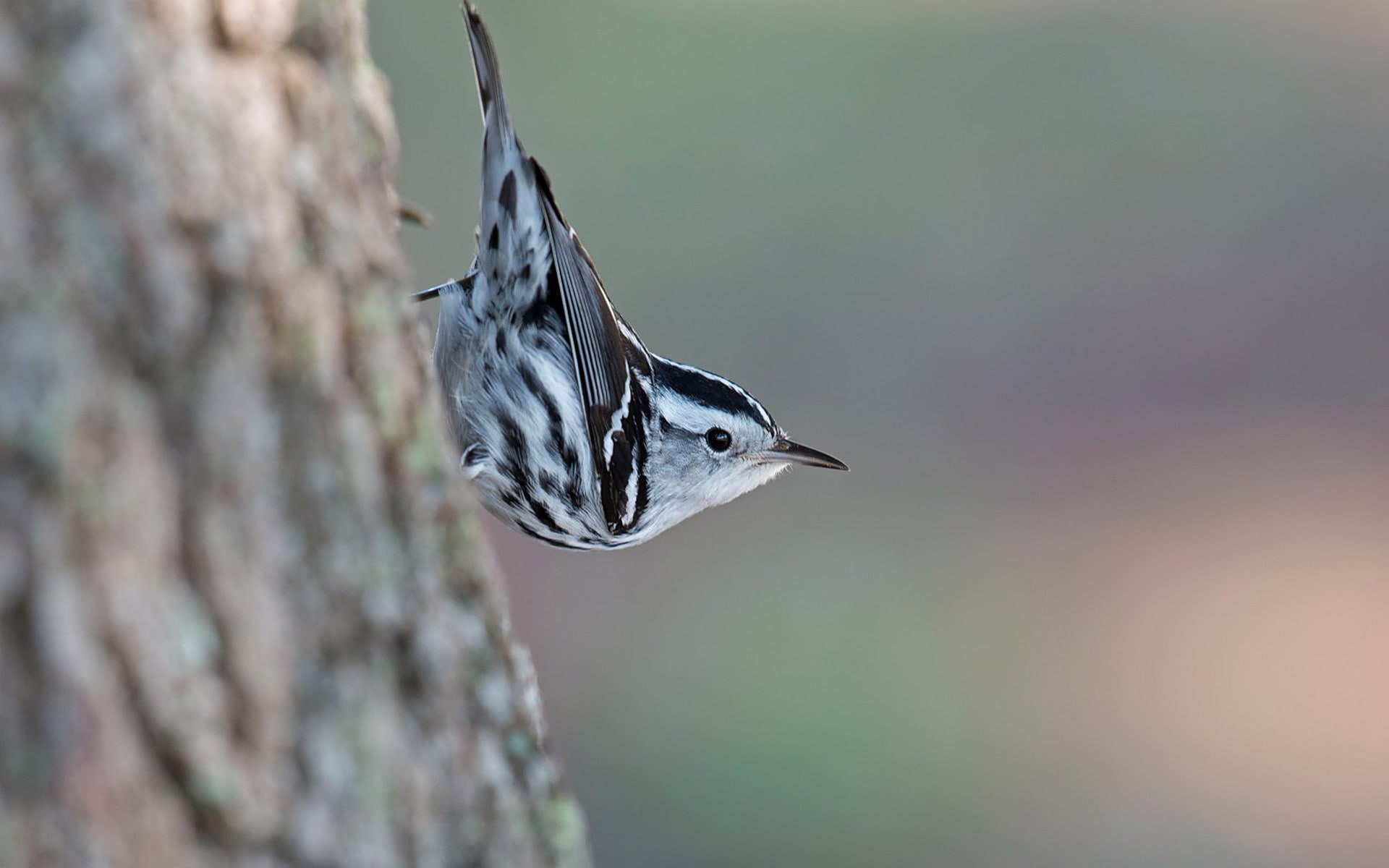 warbler