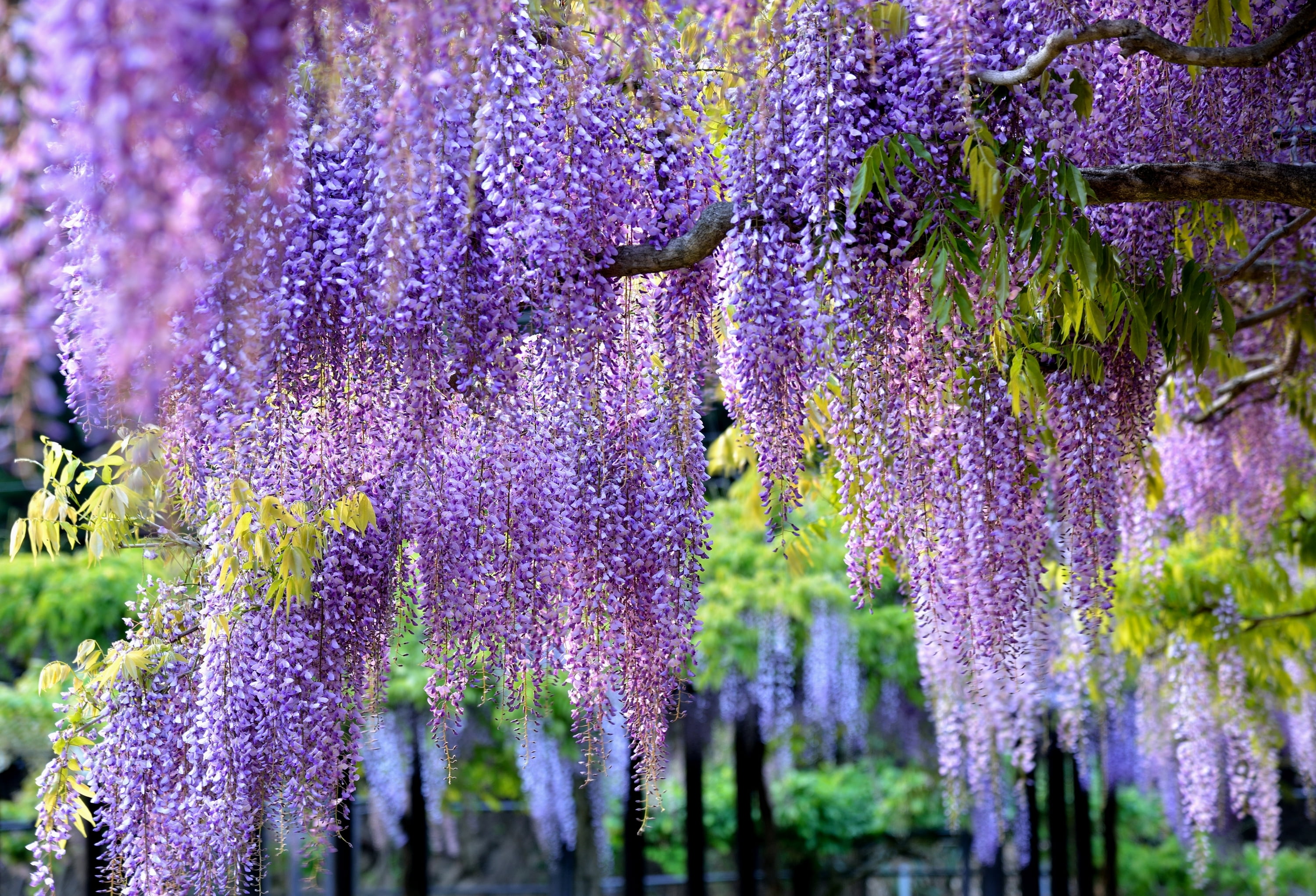 purple petaled flowers, branches, brush, Wisteria, nature, lavender