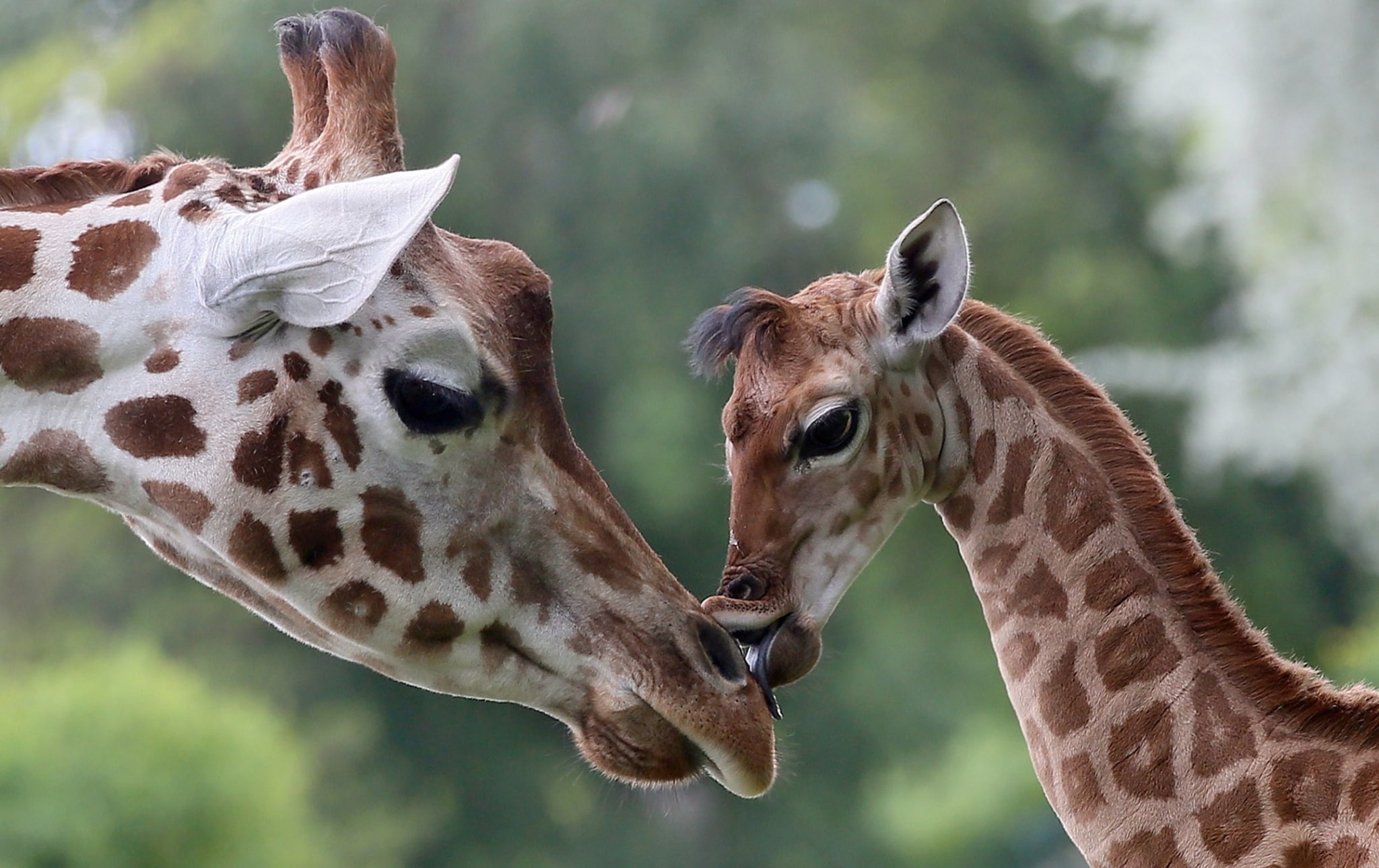 giraffe images for desktop background, animal wildlife, group of animals