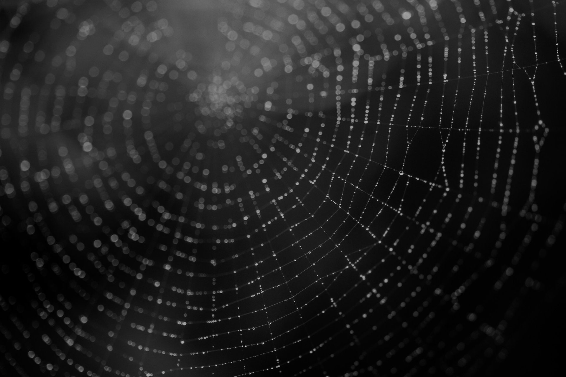 Photography, Spider Web, Black & White, Macro