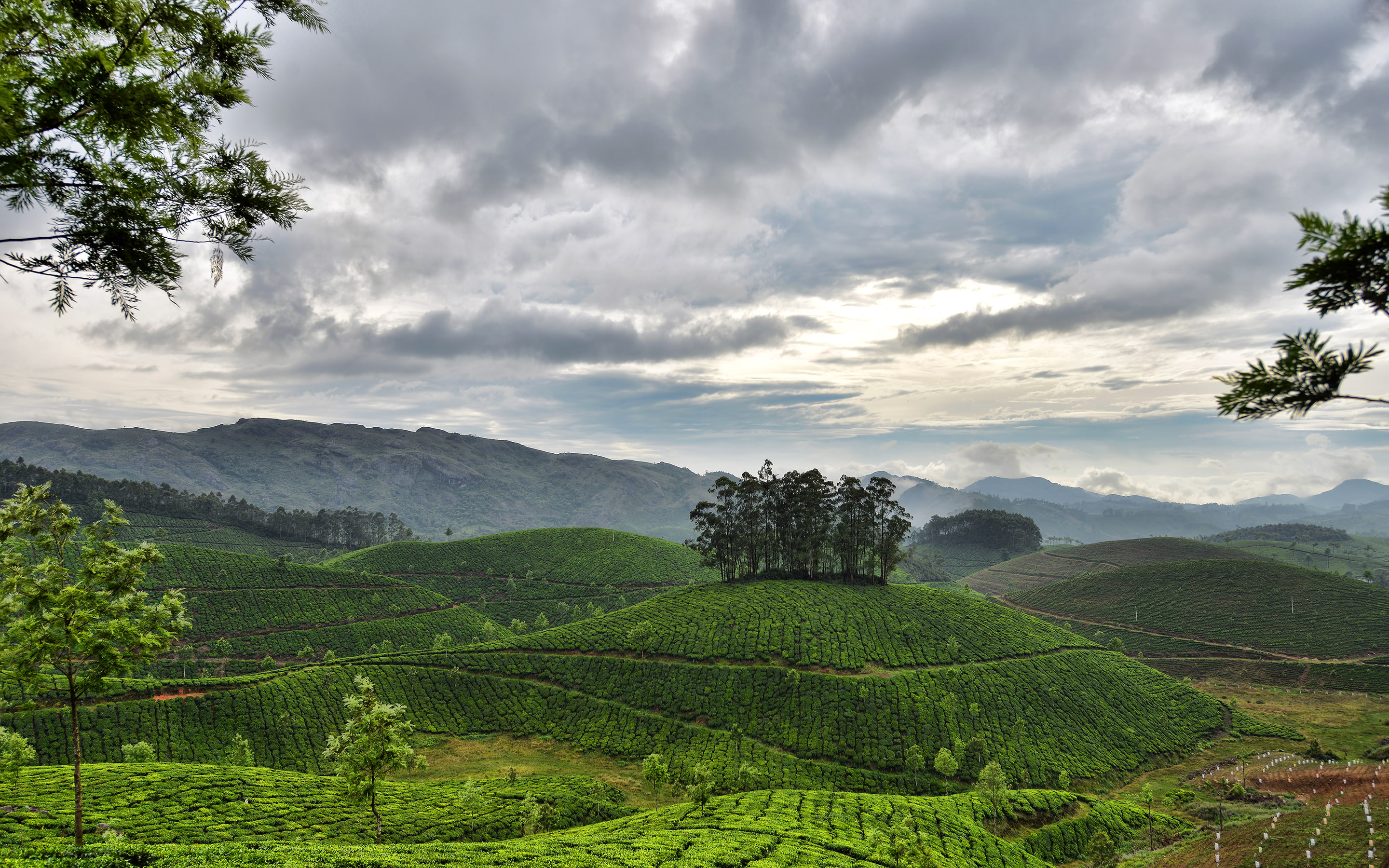 the sky, clouds, mountains, hills, India, Kerala, Munnar, tea plantations