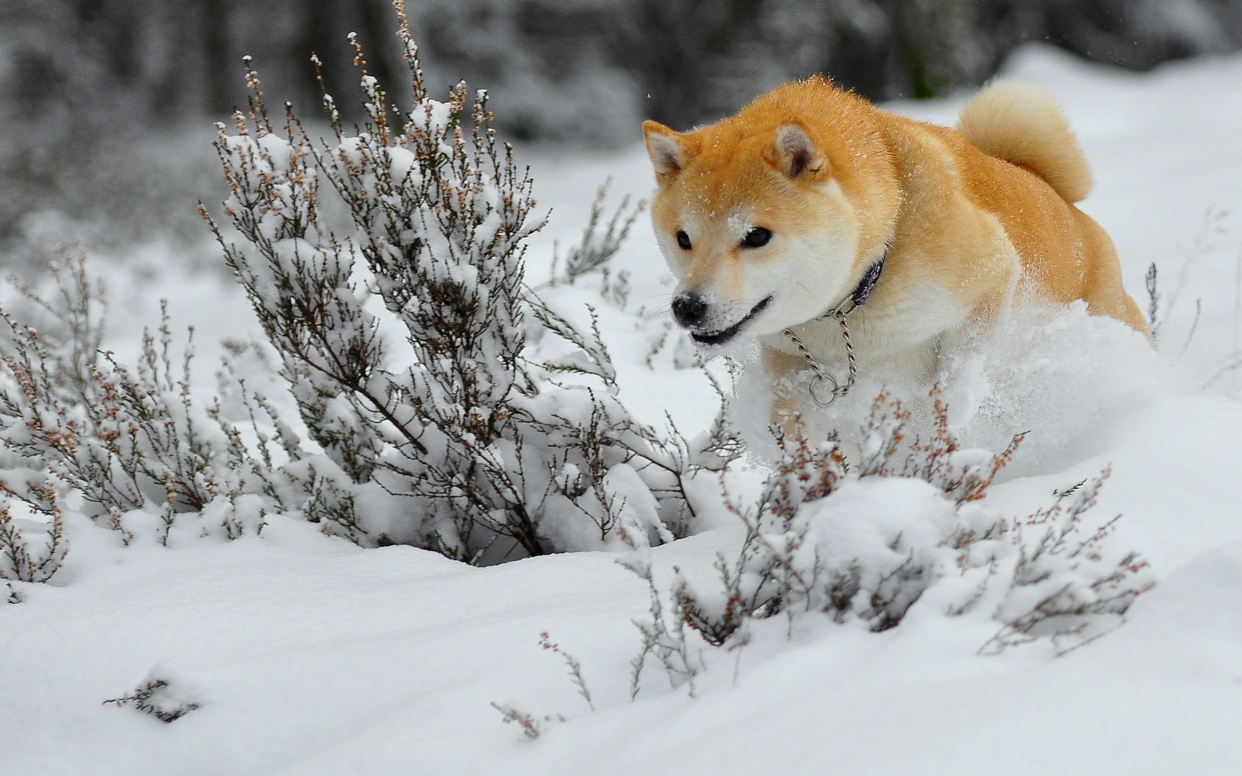 adult Shiba inu, dog, puppy, snow, run, jump, winter, animal