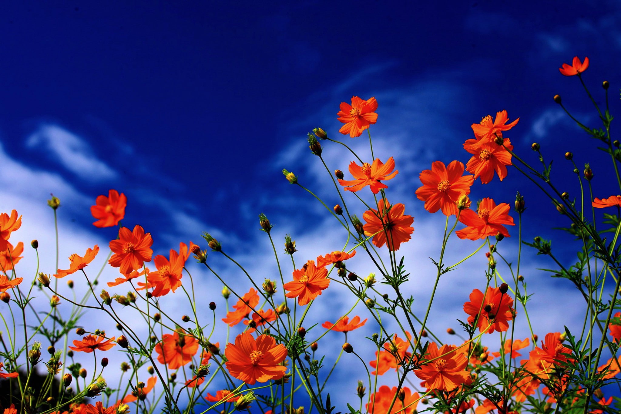 Kosmeya flowers, orange petaled flowers, petals, sky, clouds