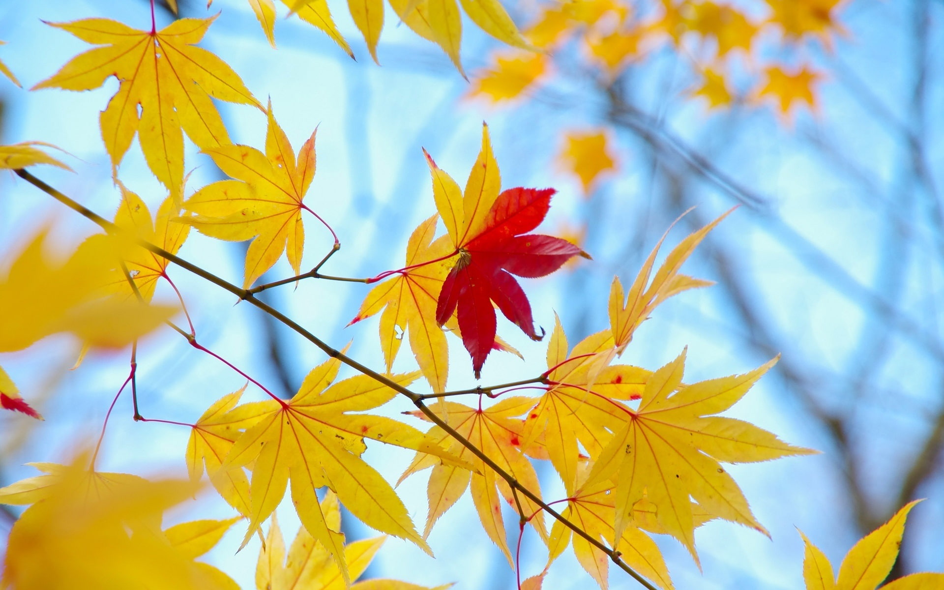 Yellow leaves, only one red, autumn, blue background