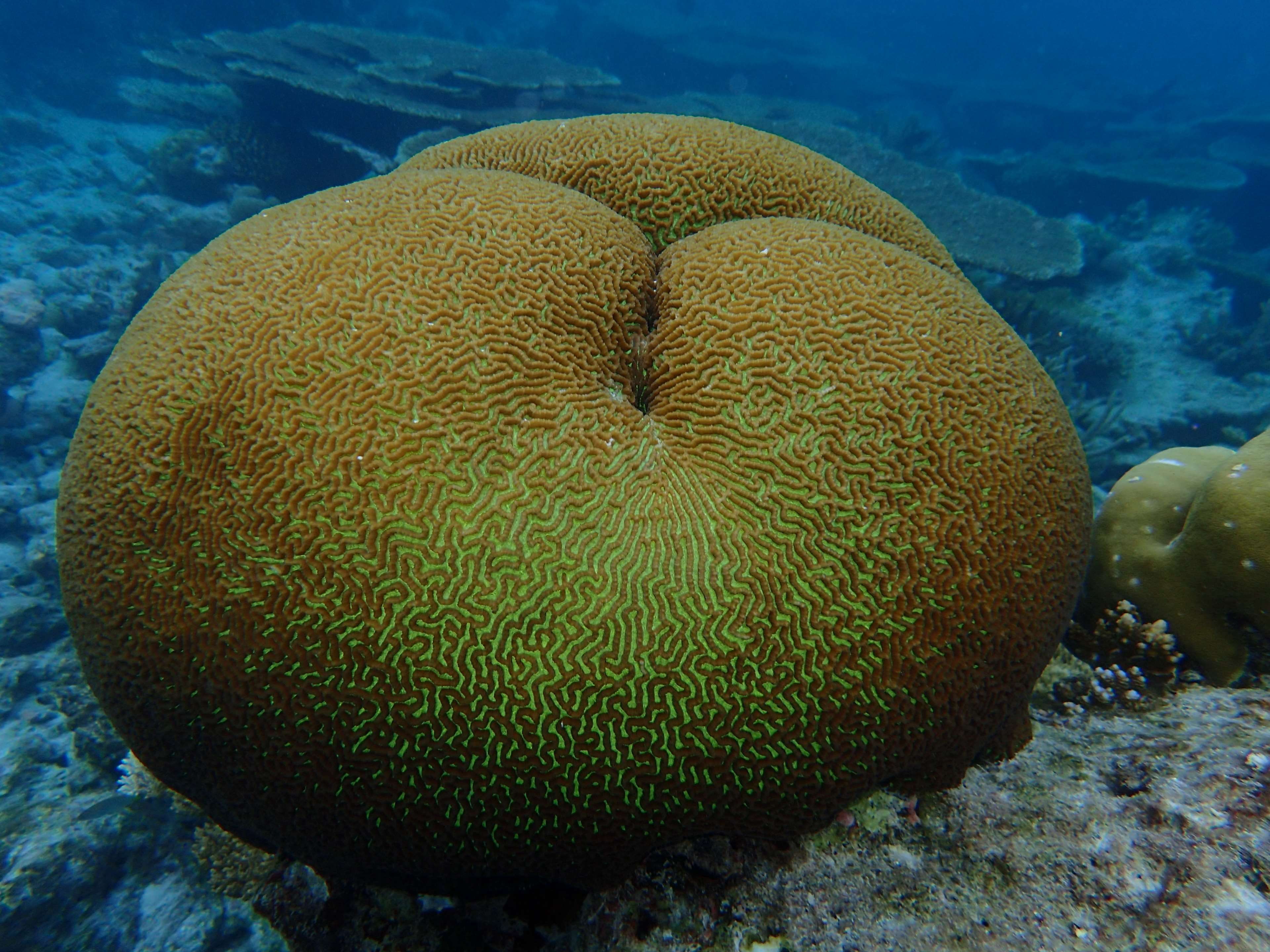 corals, maldives, the indian ocean, undersea, animals in the wild