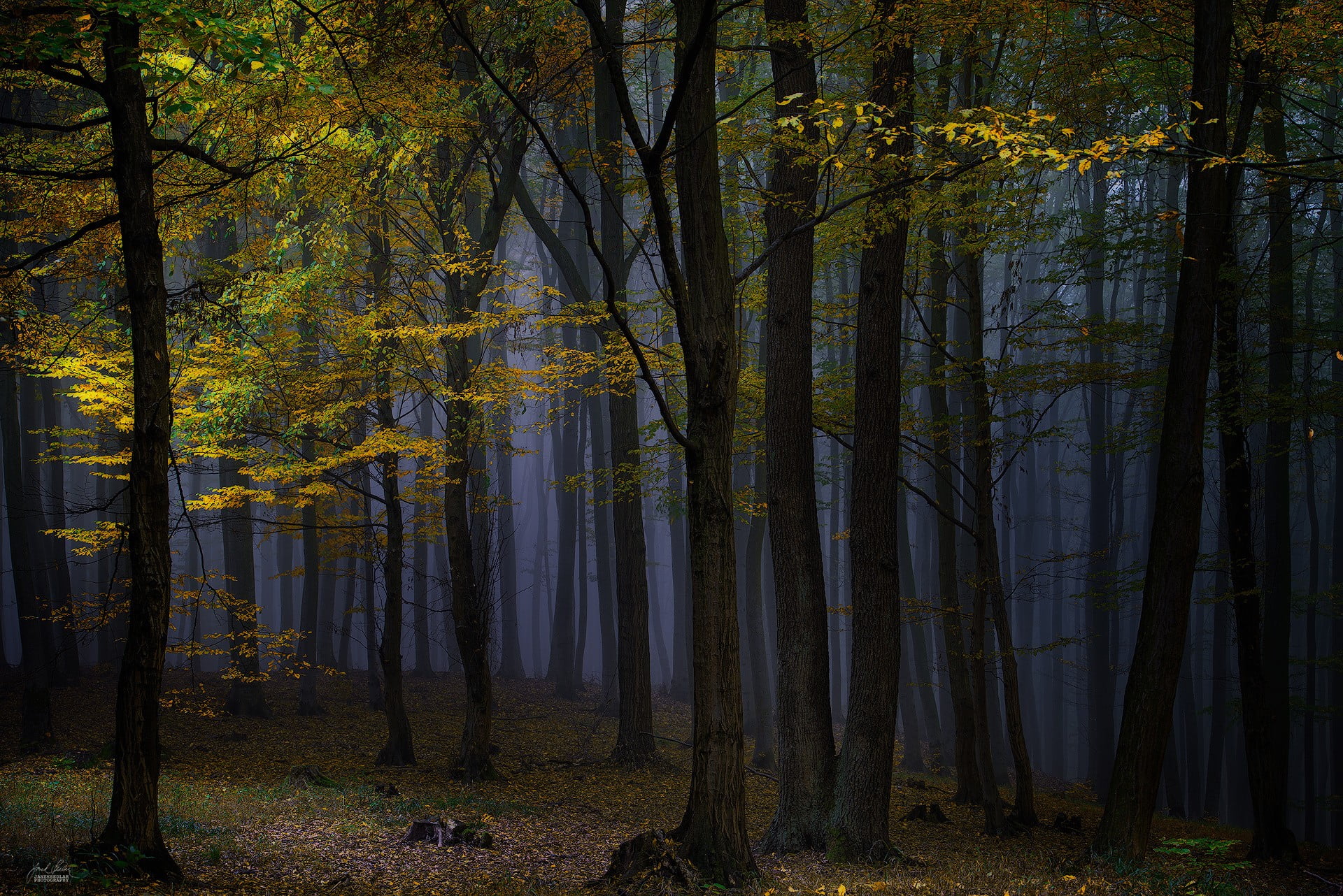 green leaf tree, nature, landscape, photography, forest, dark