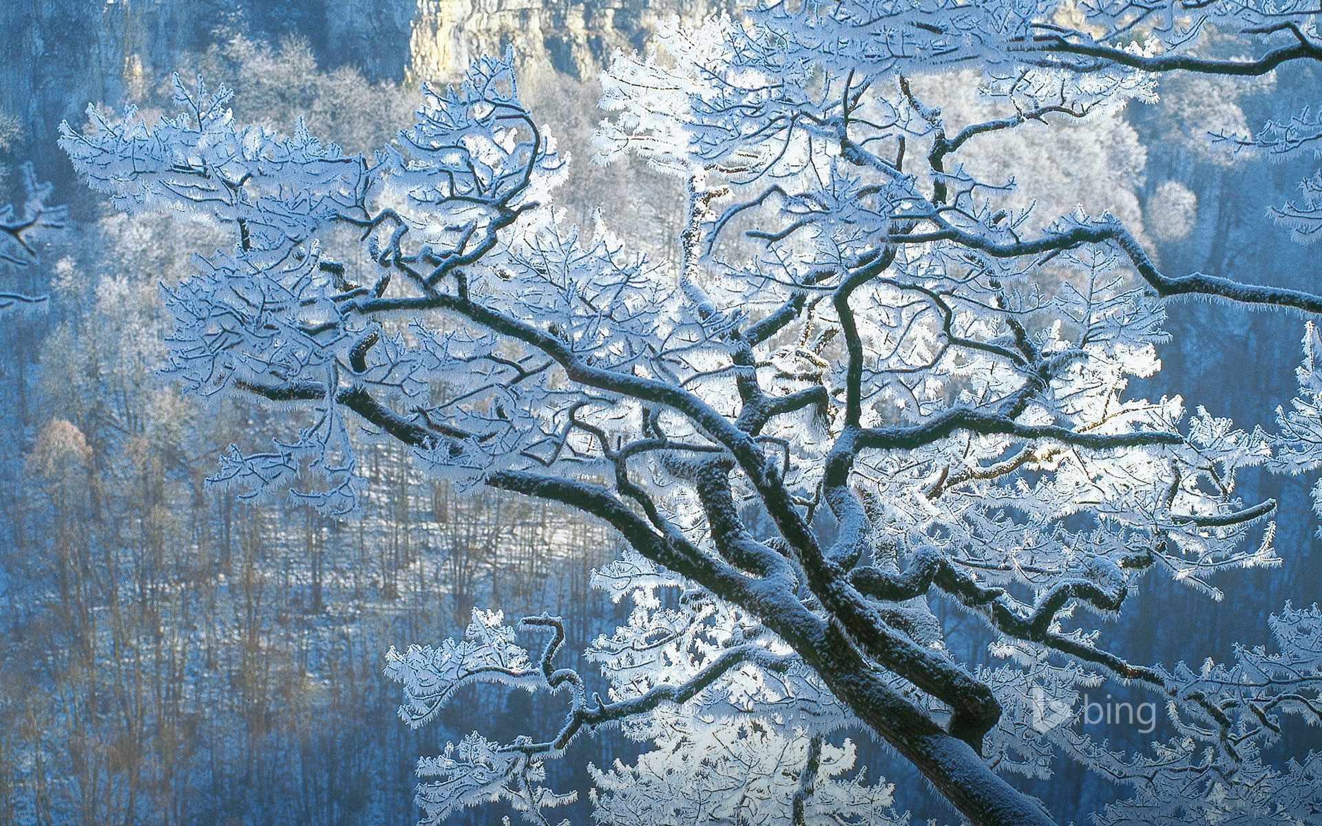 Winter rime-Bing theme wallpaper, white leafed tree, pattern