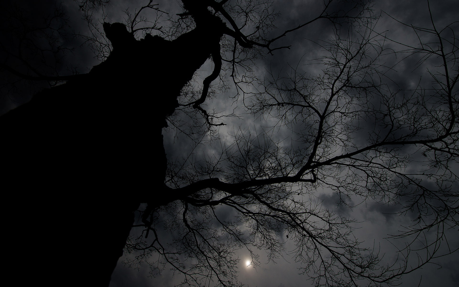 night, dark, clouds, Moon, branch, trees
