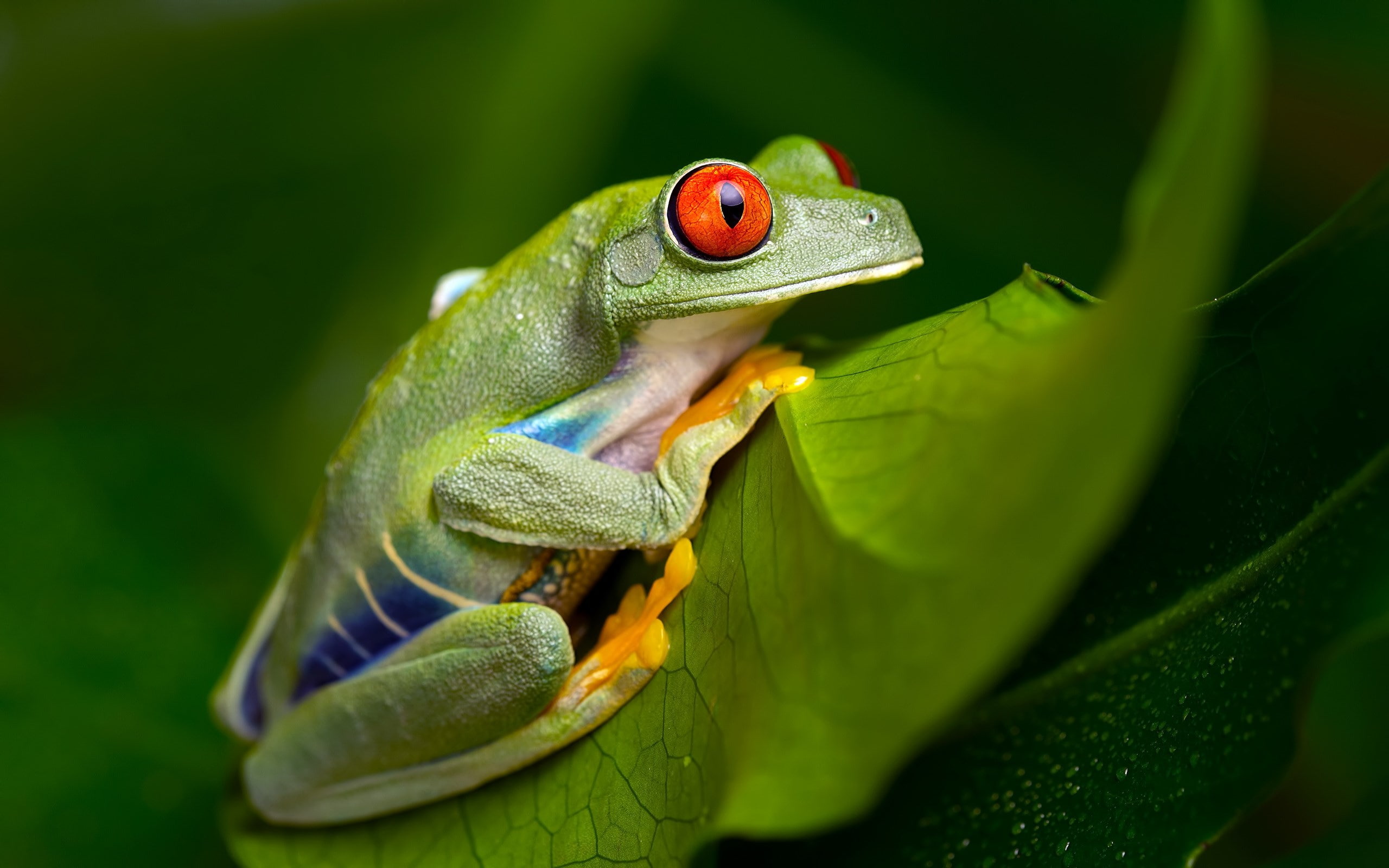 tree frog