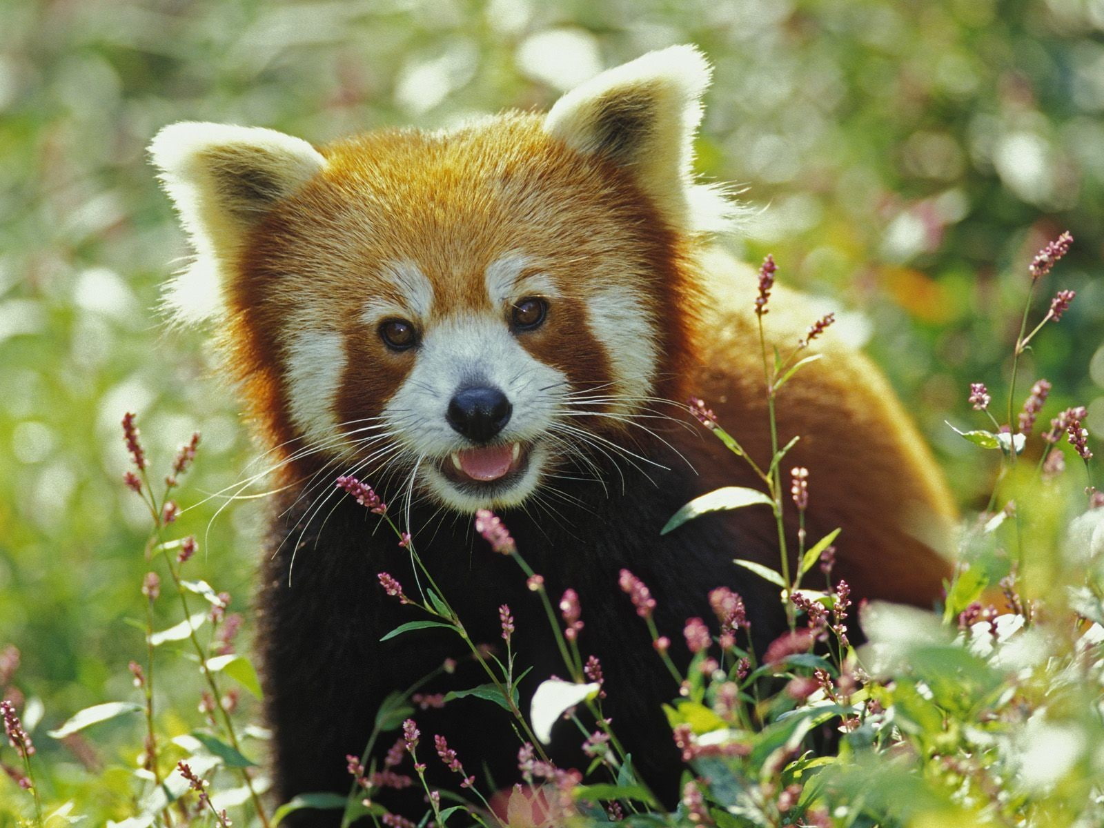 red panda, animals, one animal, animal themes, animals in the wild