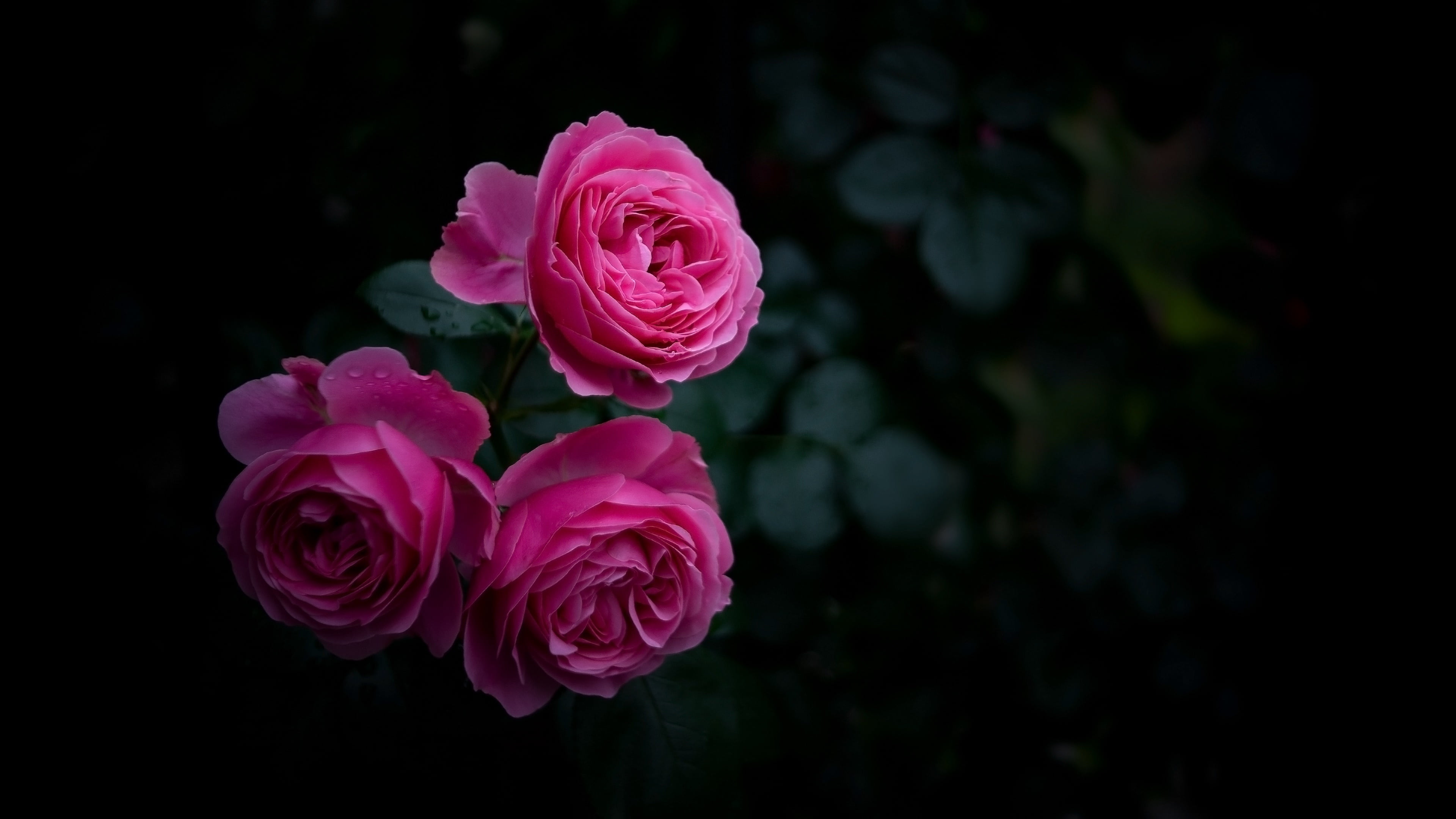 flower, rose, pink, rose family, garden roses, flowering plant
