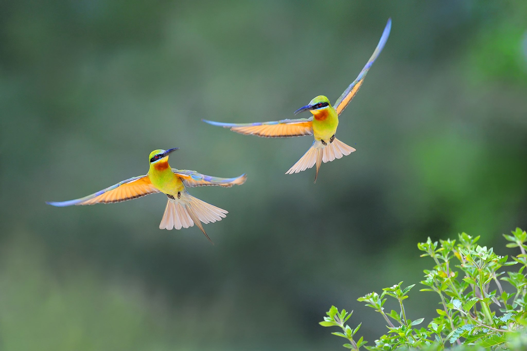 bee eater