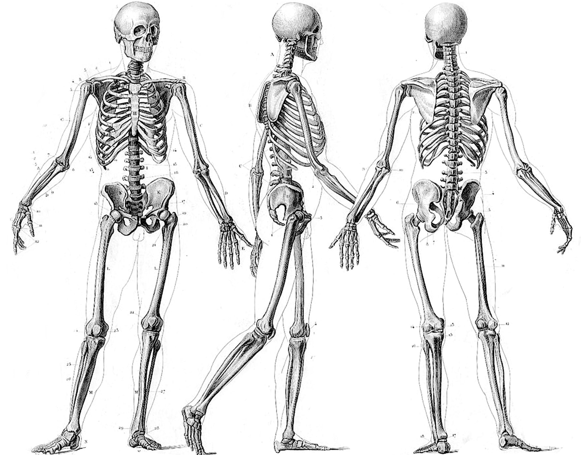 Dark, Skeleton