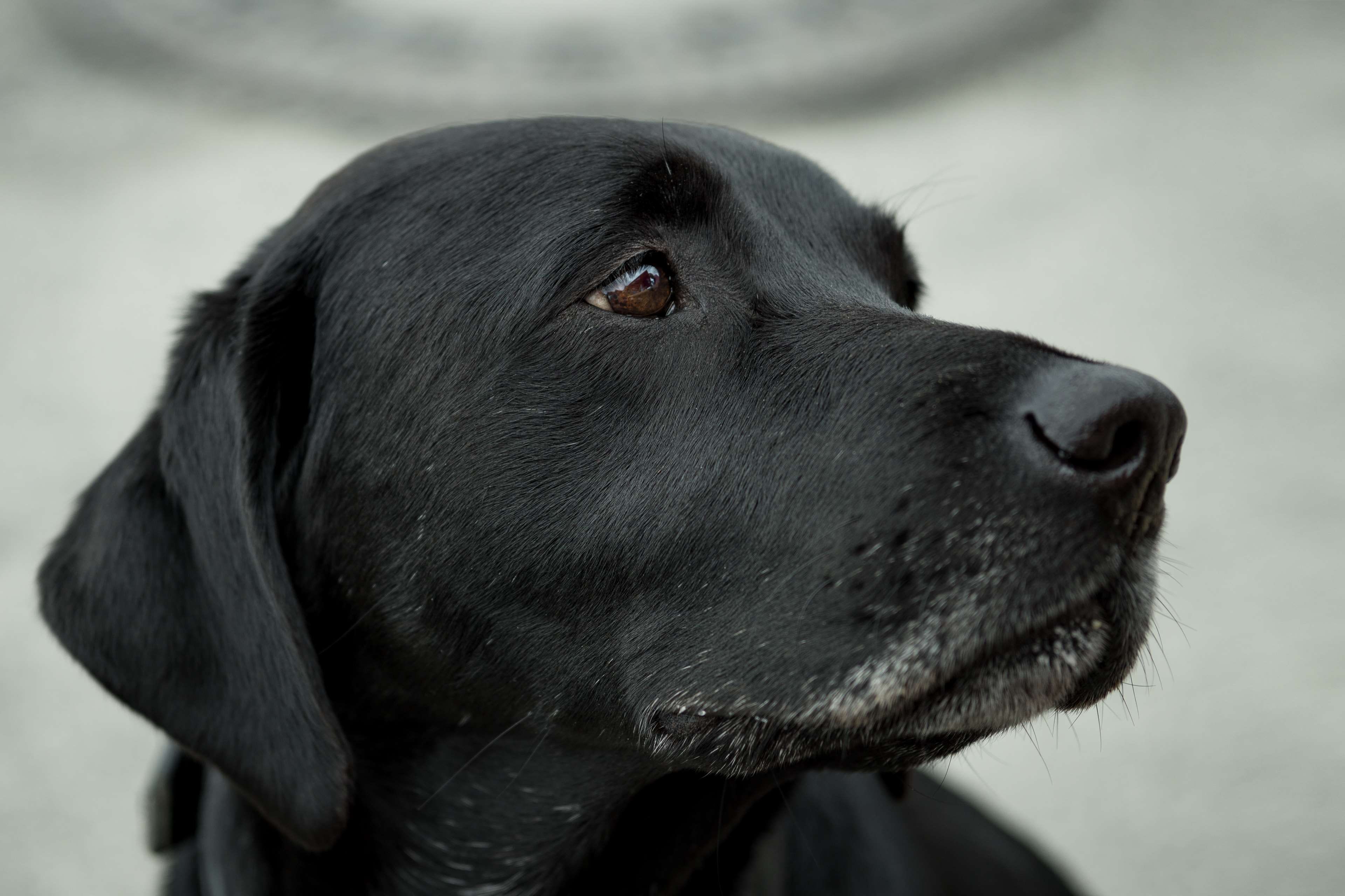animal, canine, close up, dog, domestic, ear, eye, fur, labrador retriever