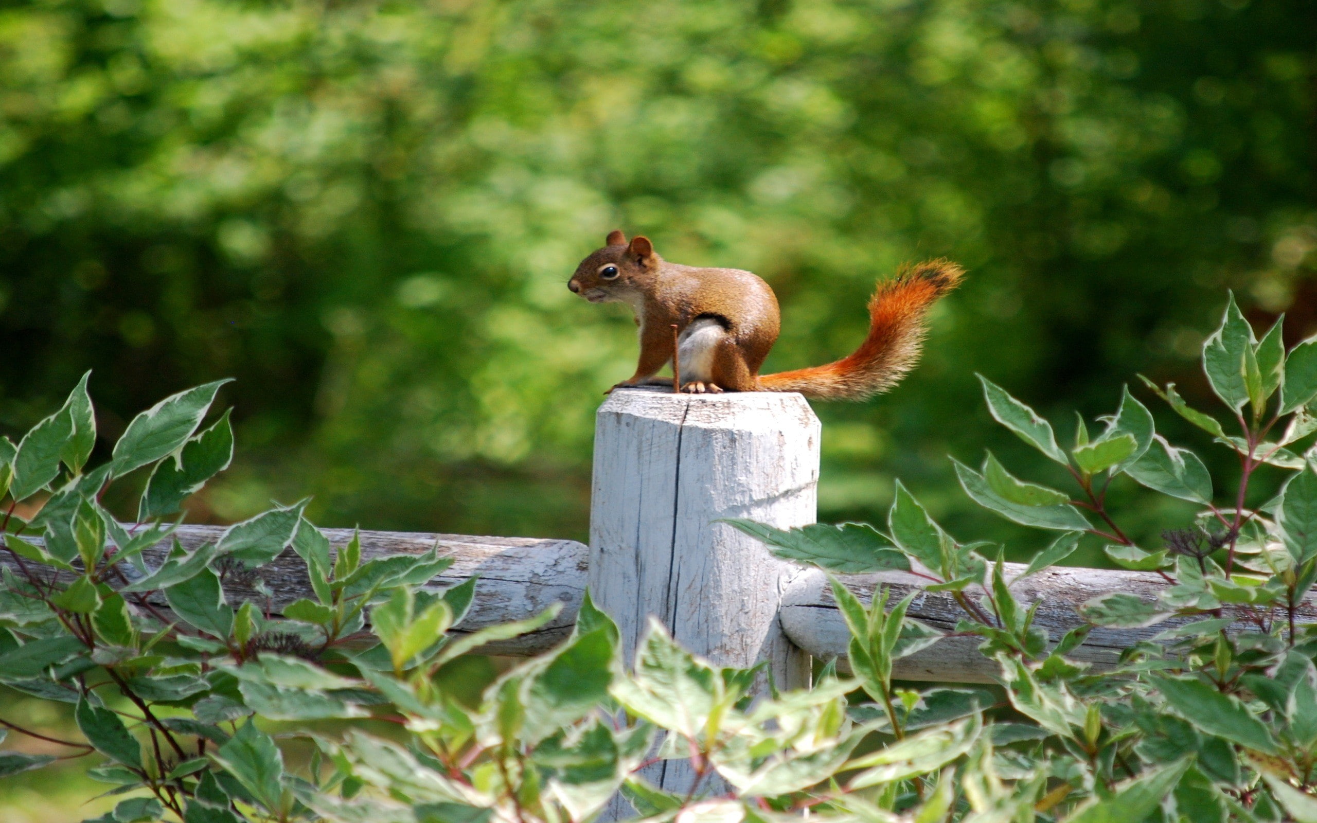 Free download | HD wallpaper: pregnant red animals rock squirrels