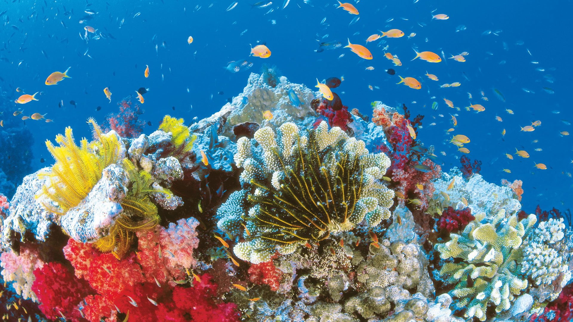Earth, Great Barrier Reef