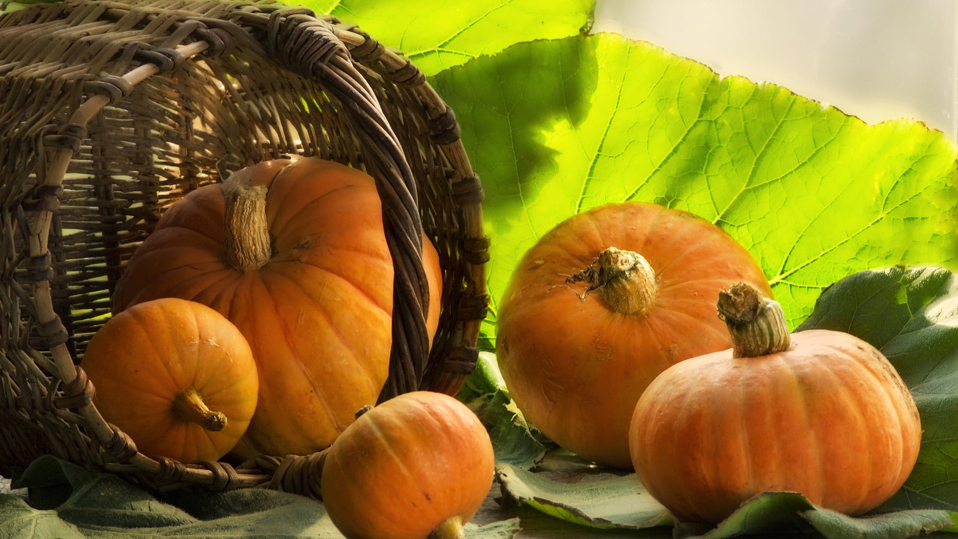 squash, pumpkin, vegetable, produce, halloween, autumn, orange