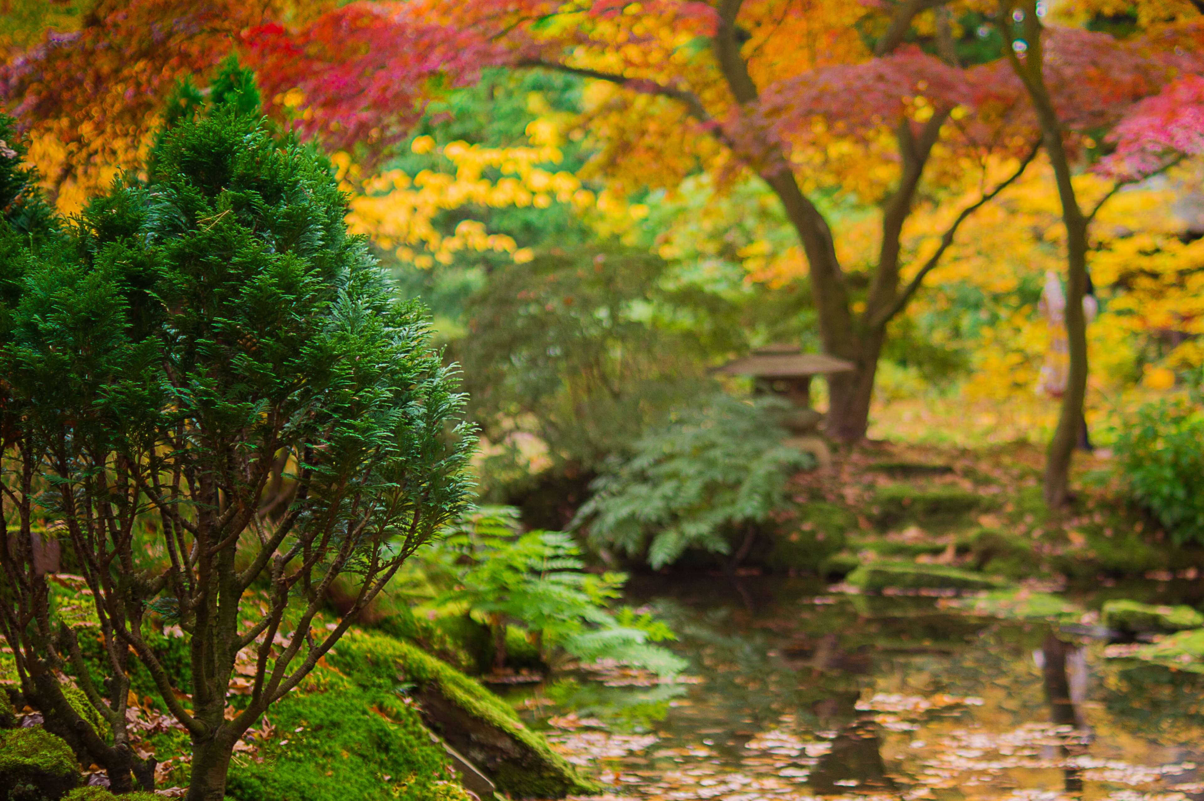Free Download Hd Wallpaper Autumn Colorful Colourful Creek Flora