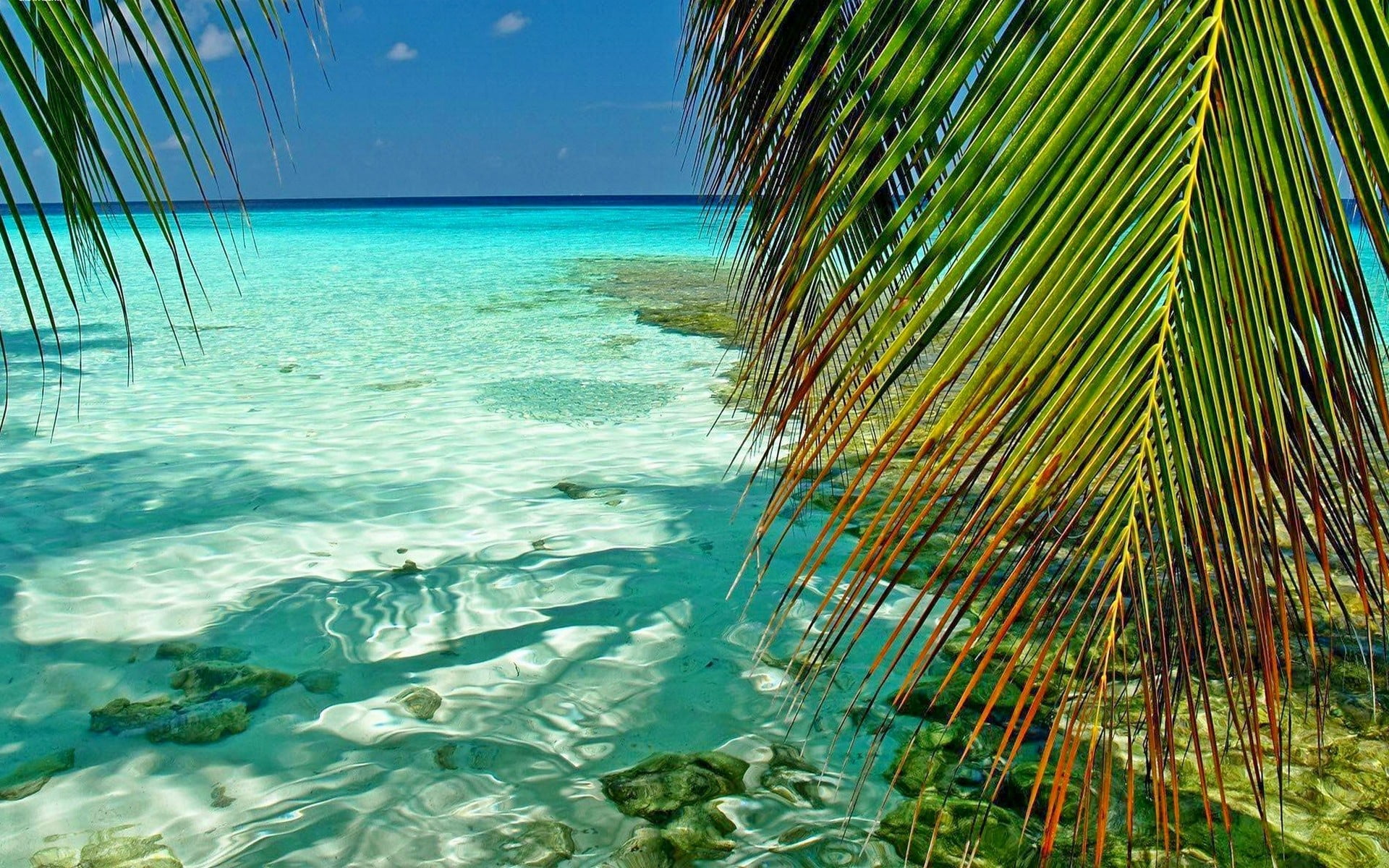 green palm tree, nature, landscape, Maldives, tropical, sea, palm trees