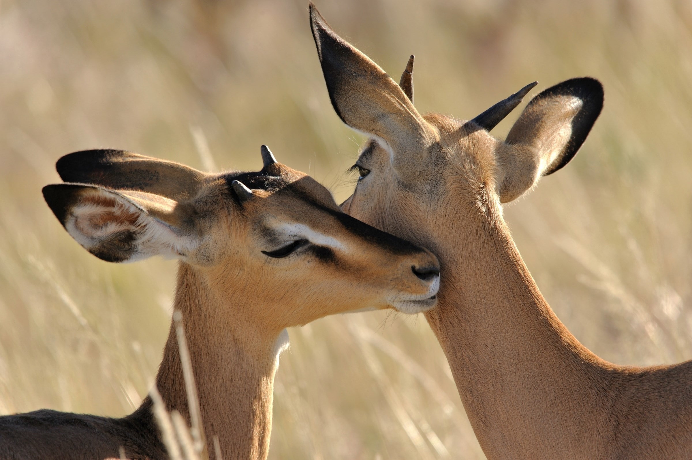 antelope