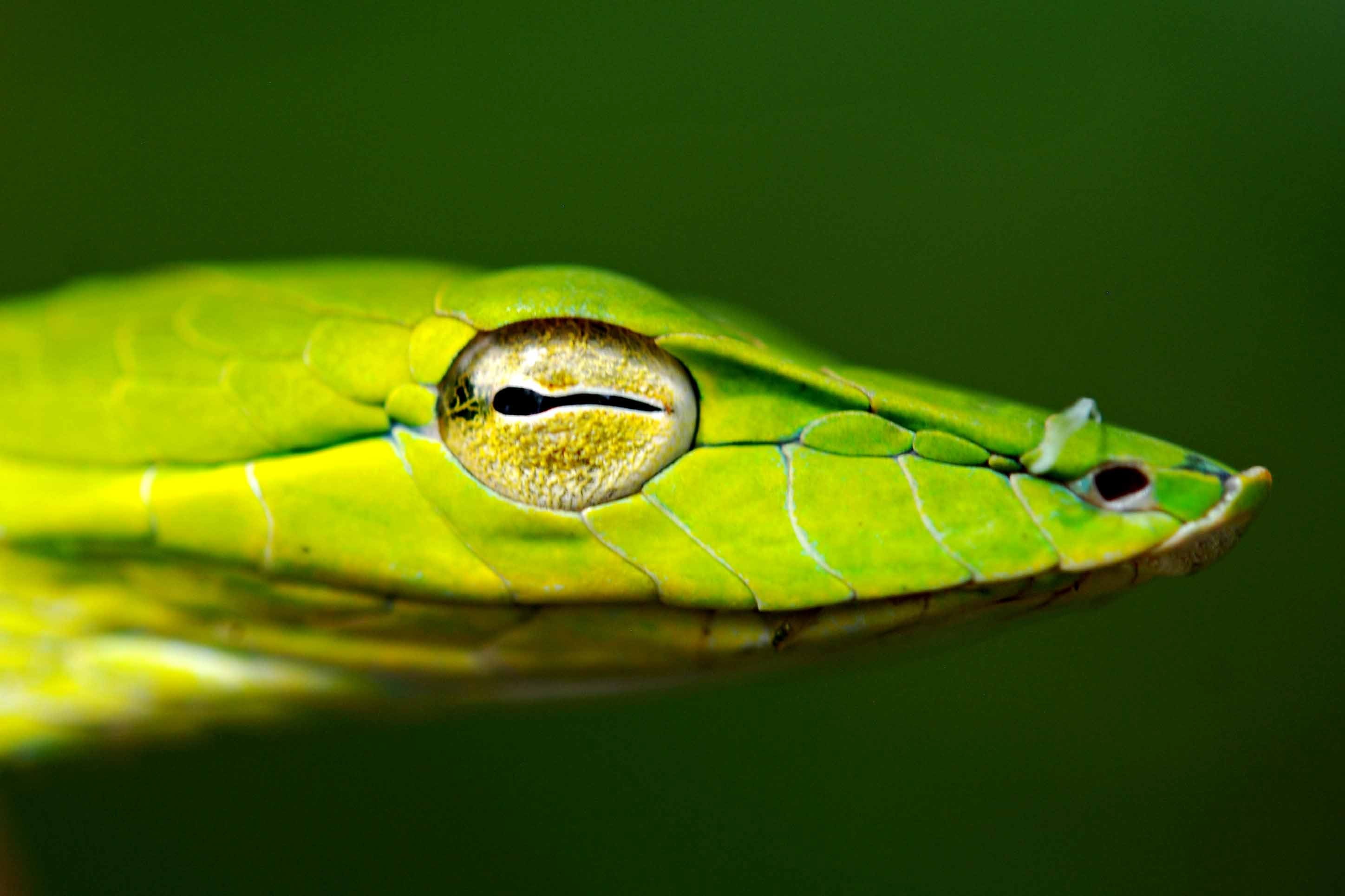 snake