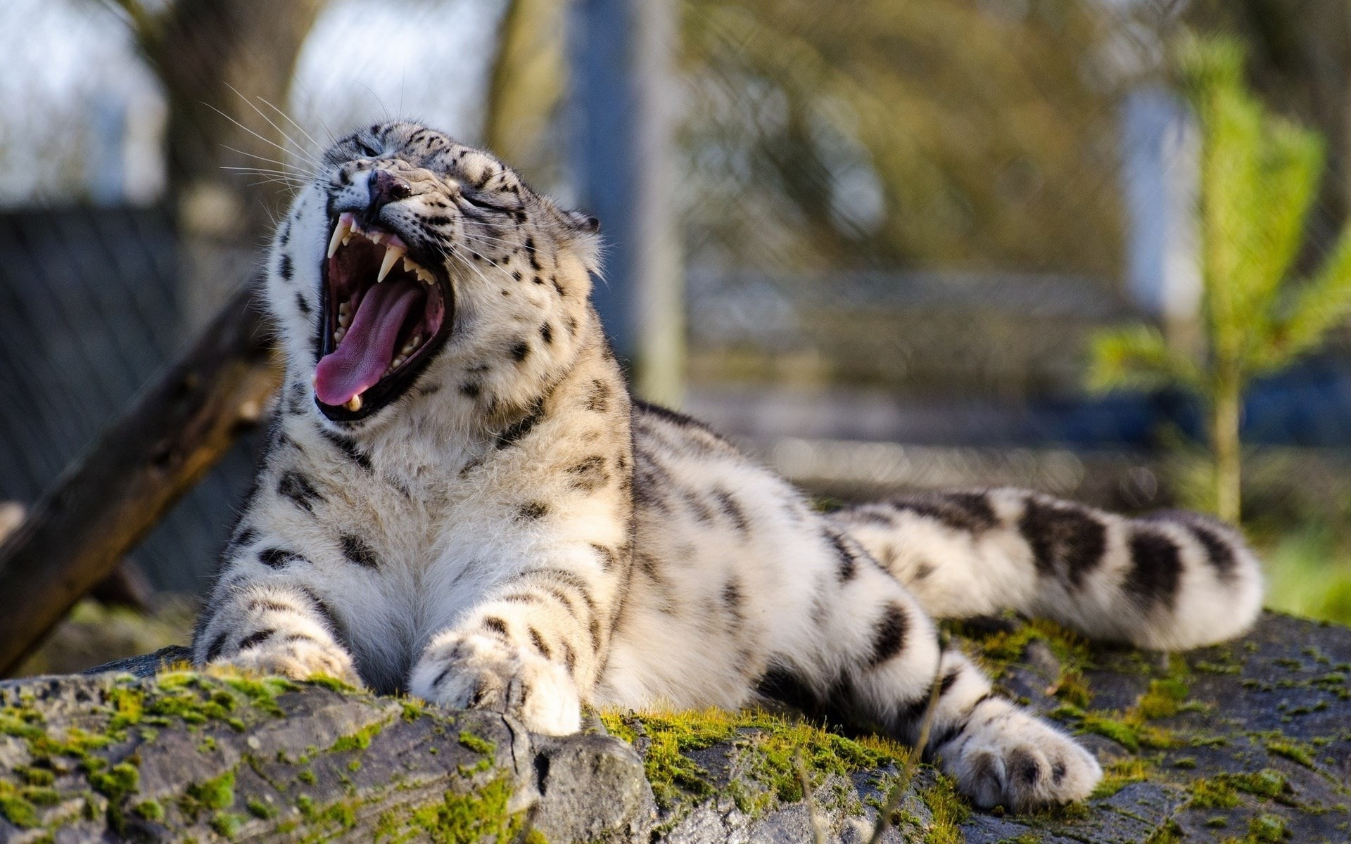 snow leopard