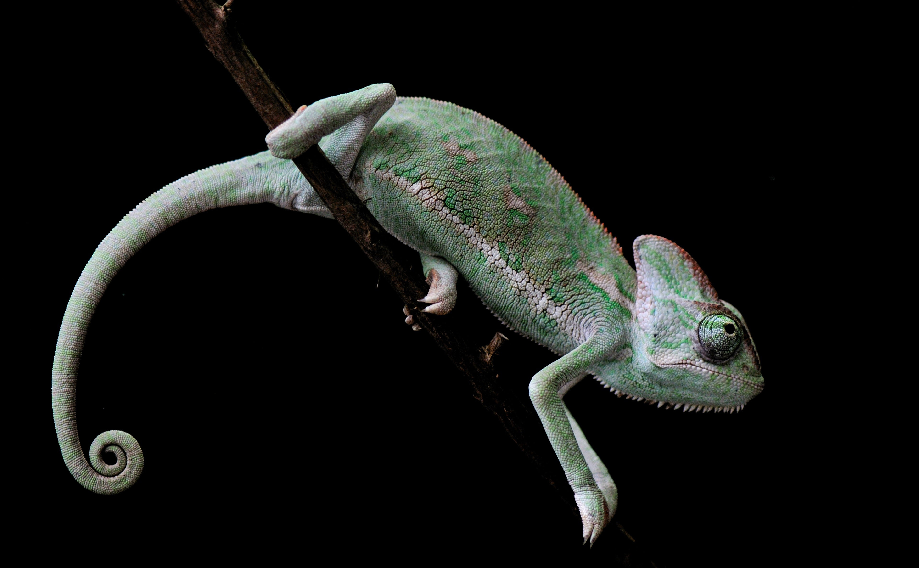 Veiled Chameleon, Old World Lizards, Animals, Reptiles and Frogs