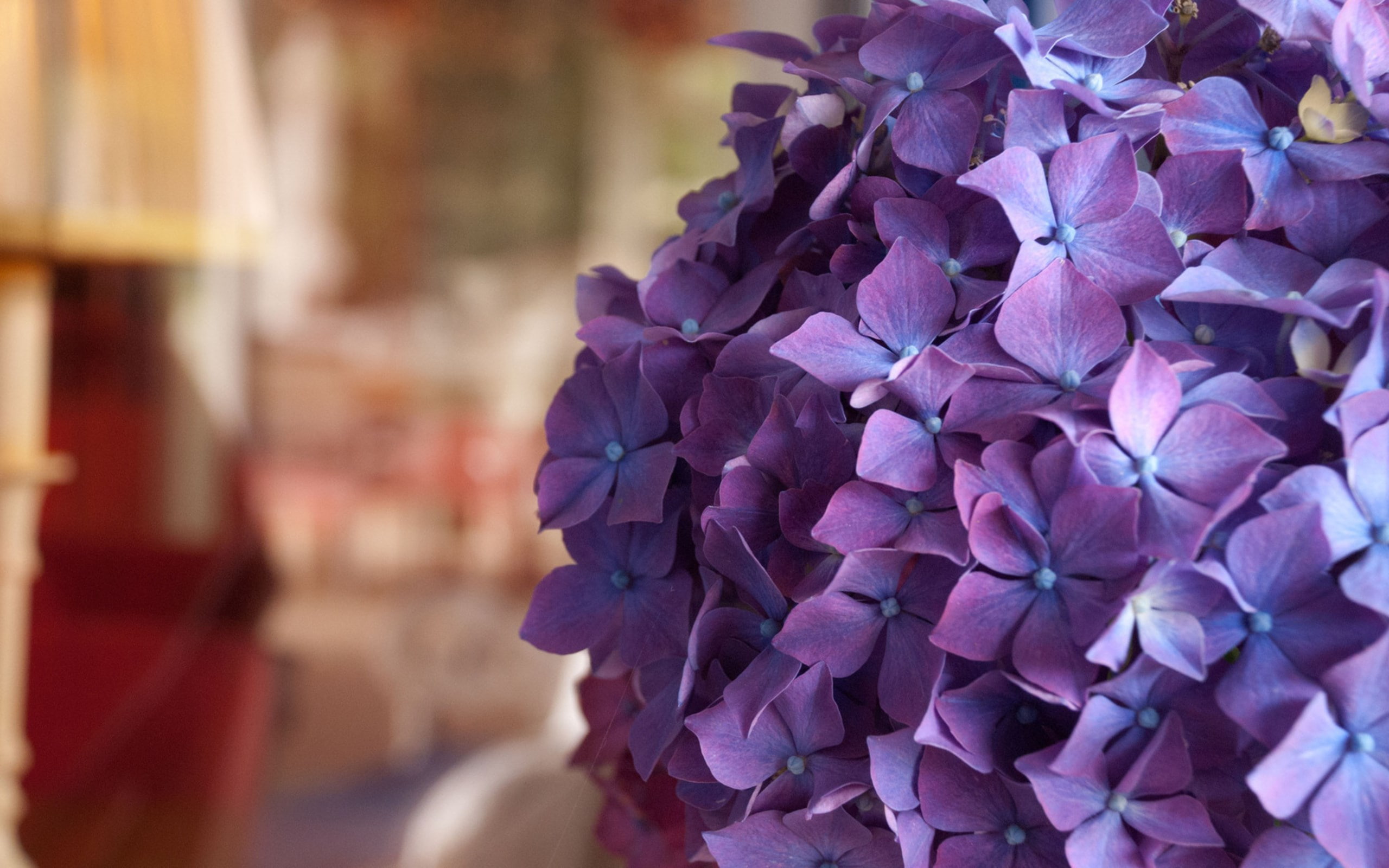 hydrangea