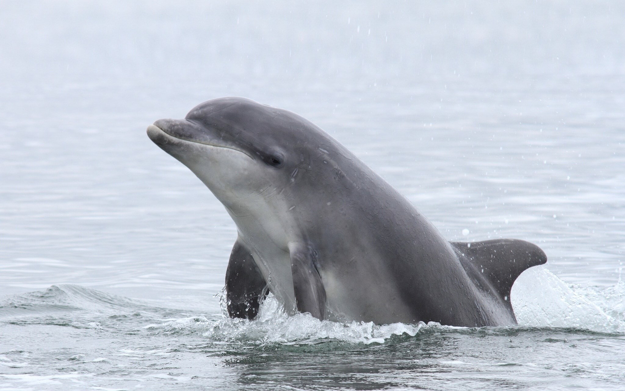 dolphin