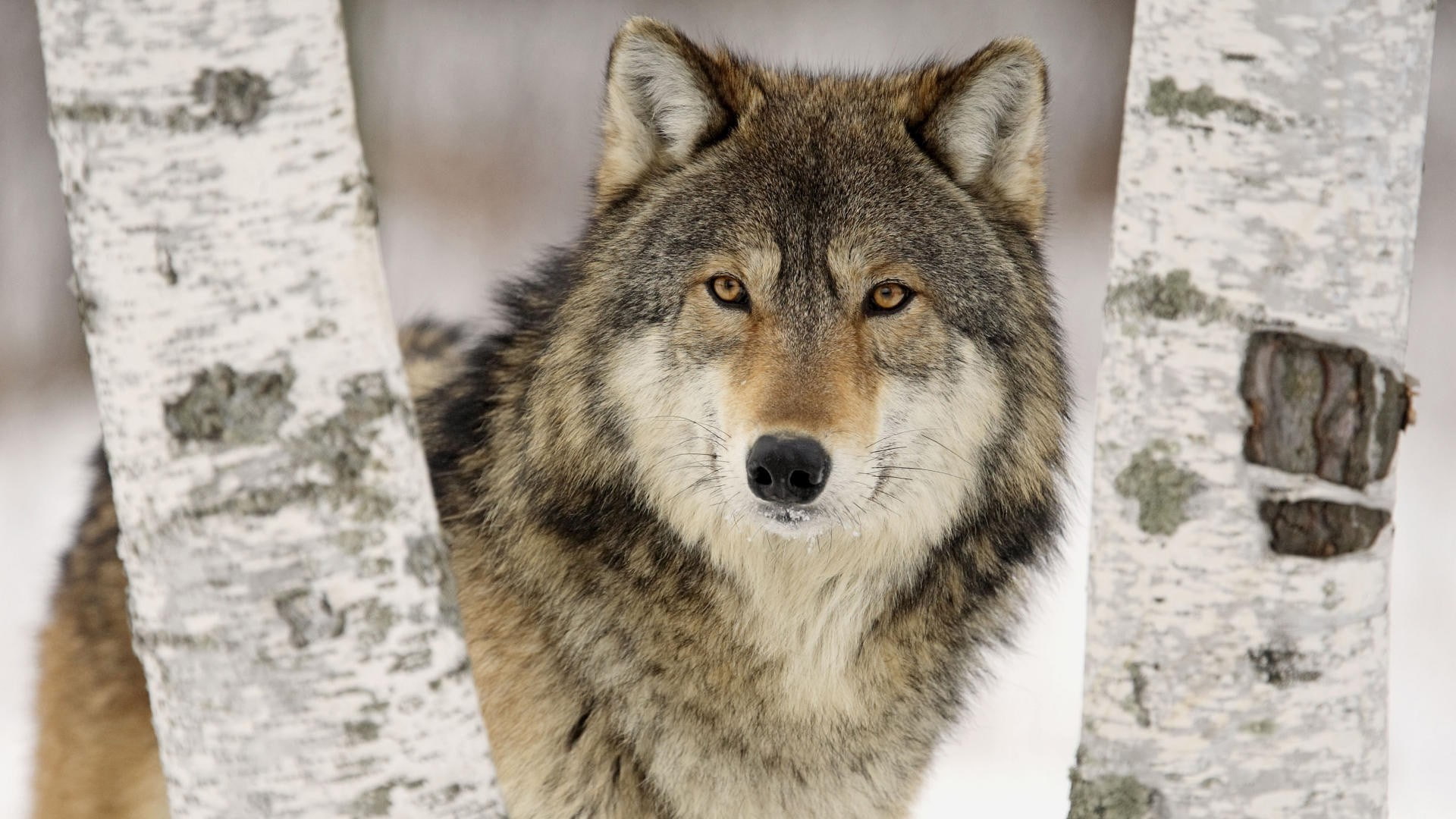 wolf