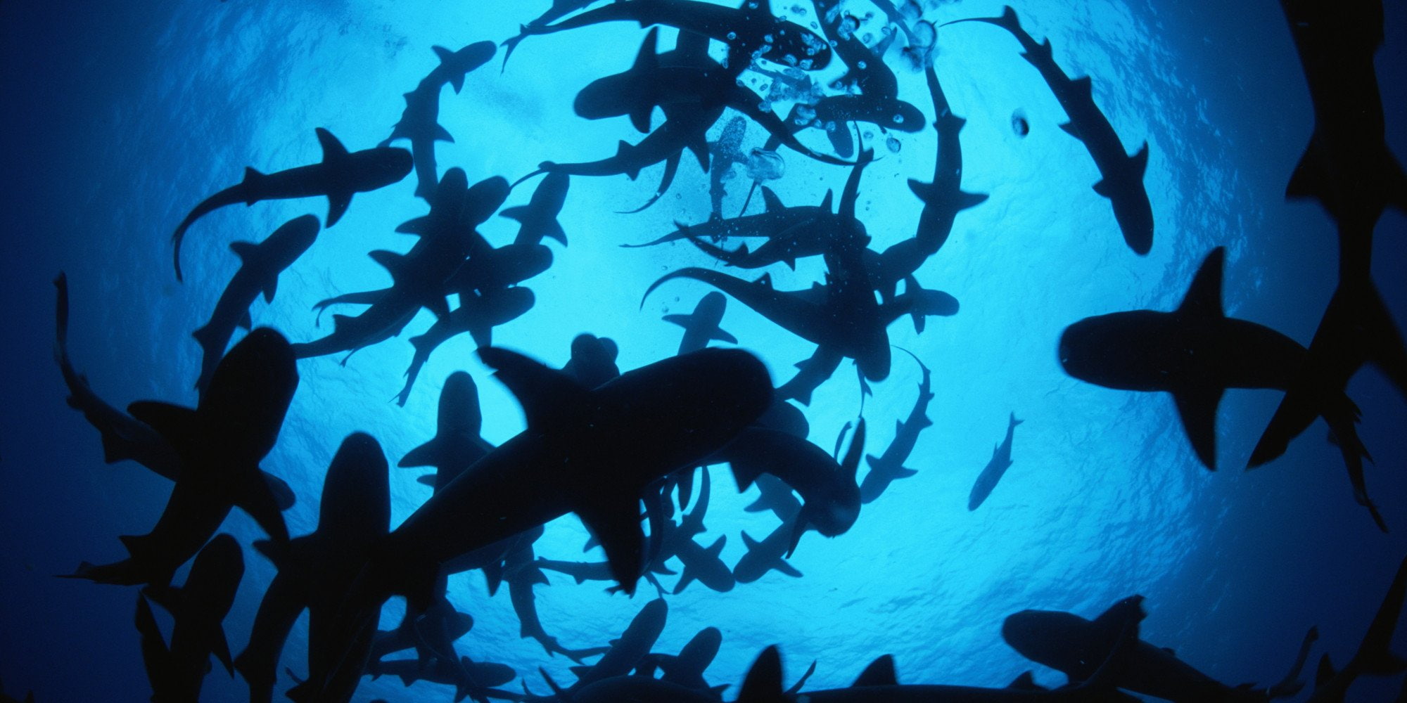animal, blue, deep, group, sea, shark, animal themes, animal wildlife