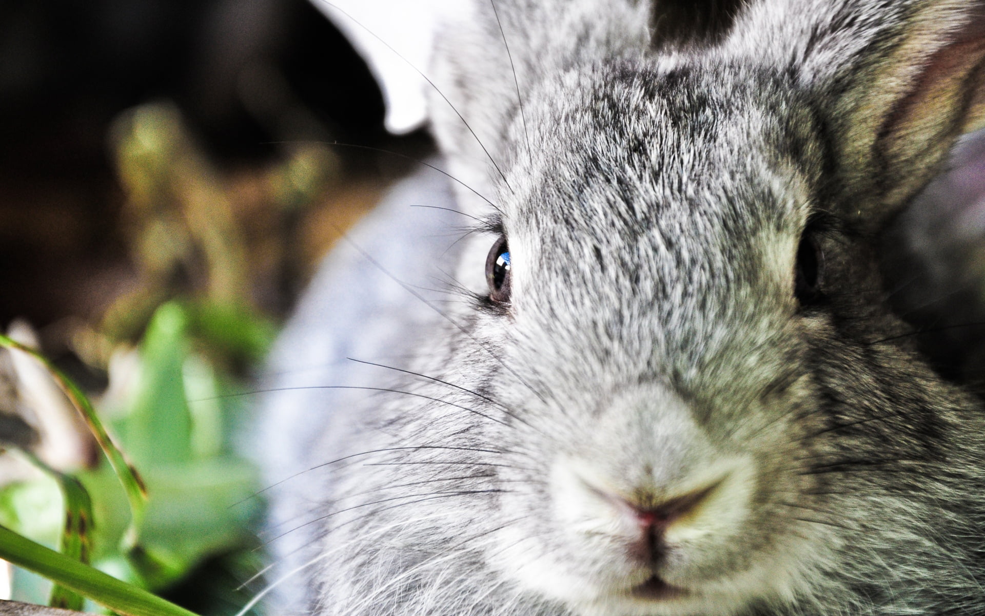 gray rabbit, ears, face, nose, animal, rabbit - Animal, pets