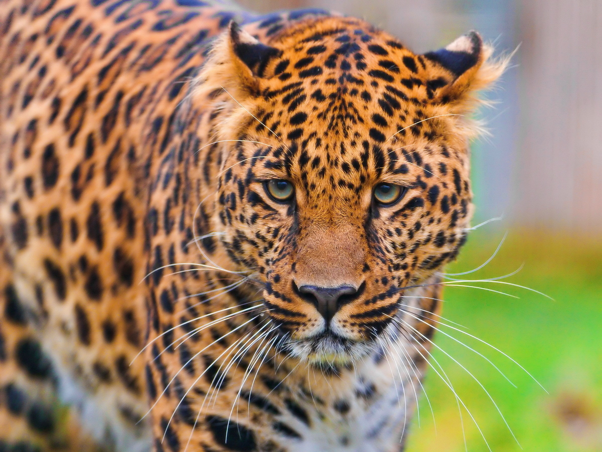 leopard