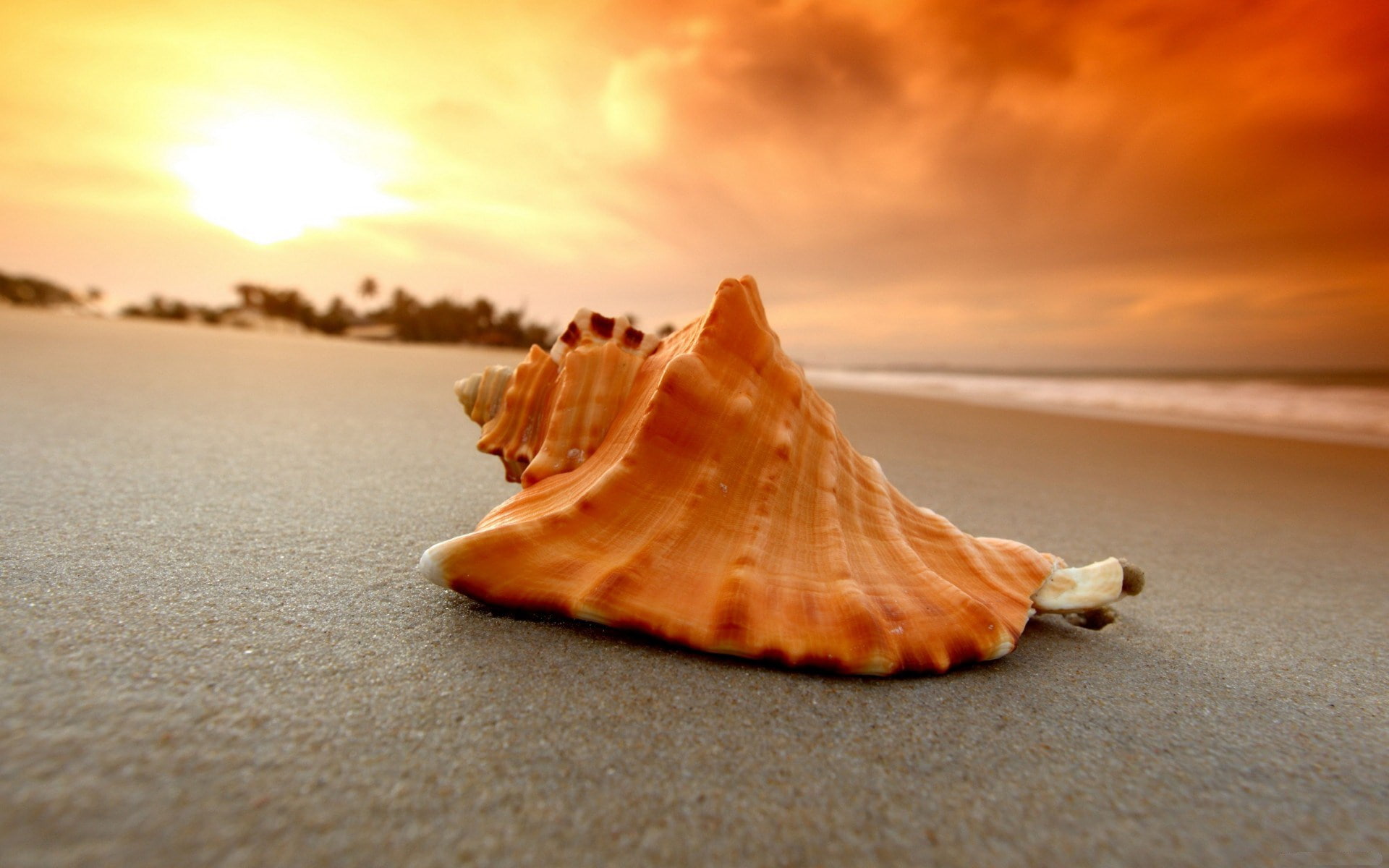 shell