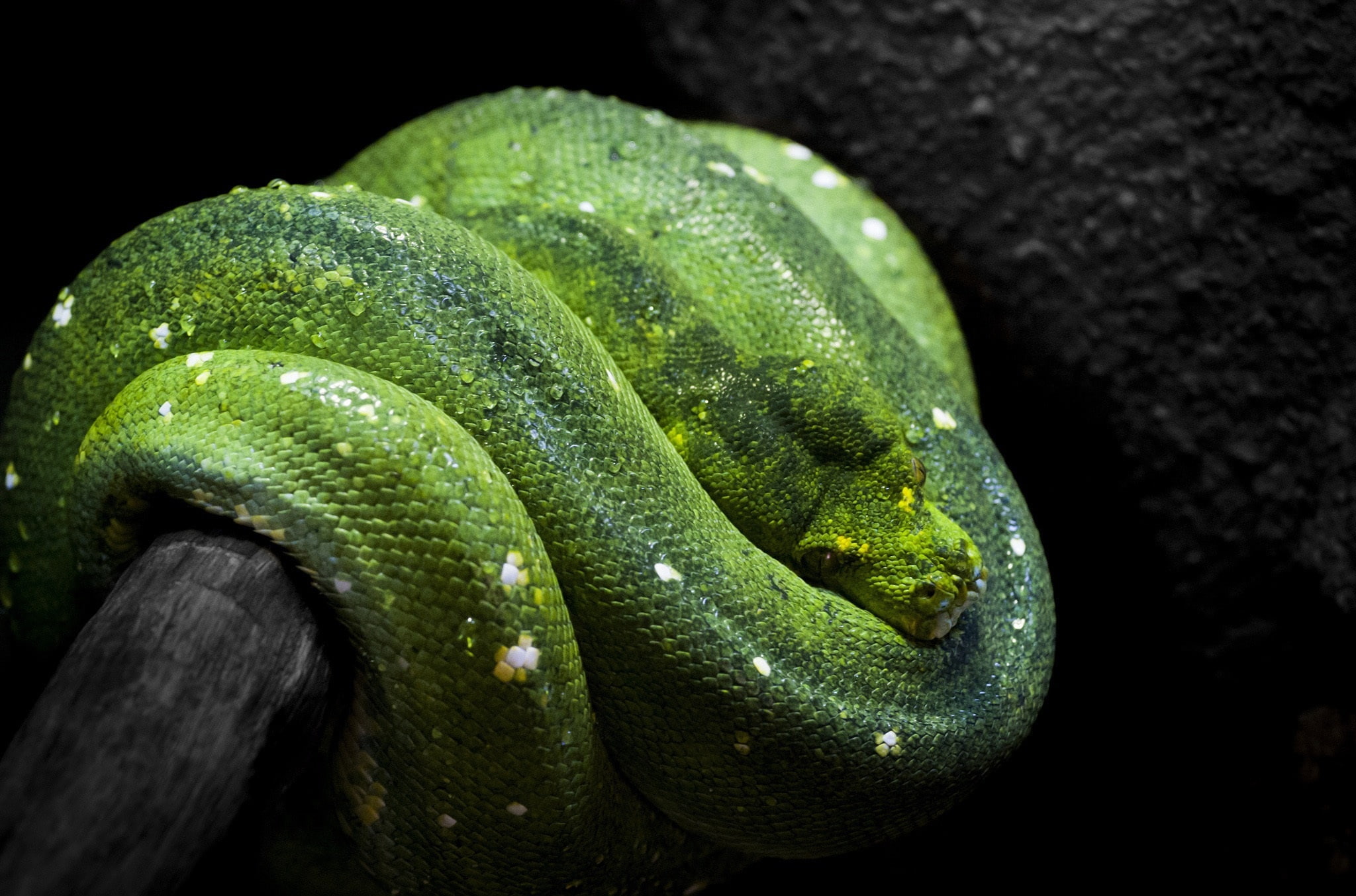 green, python, snake, tree