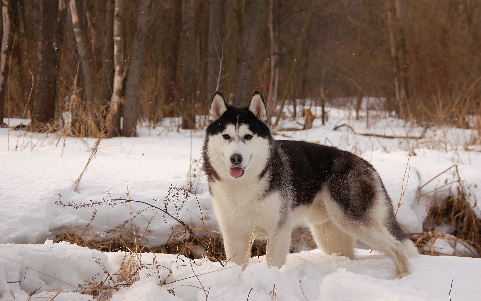 Husky dog, winter, snow